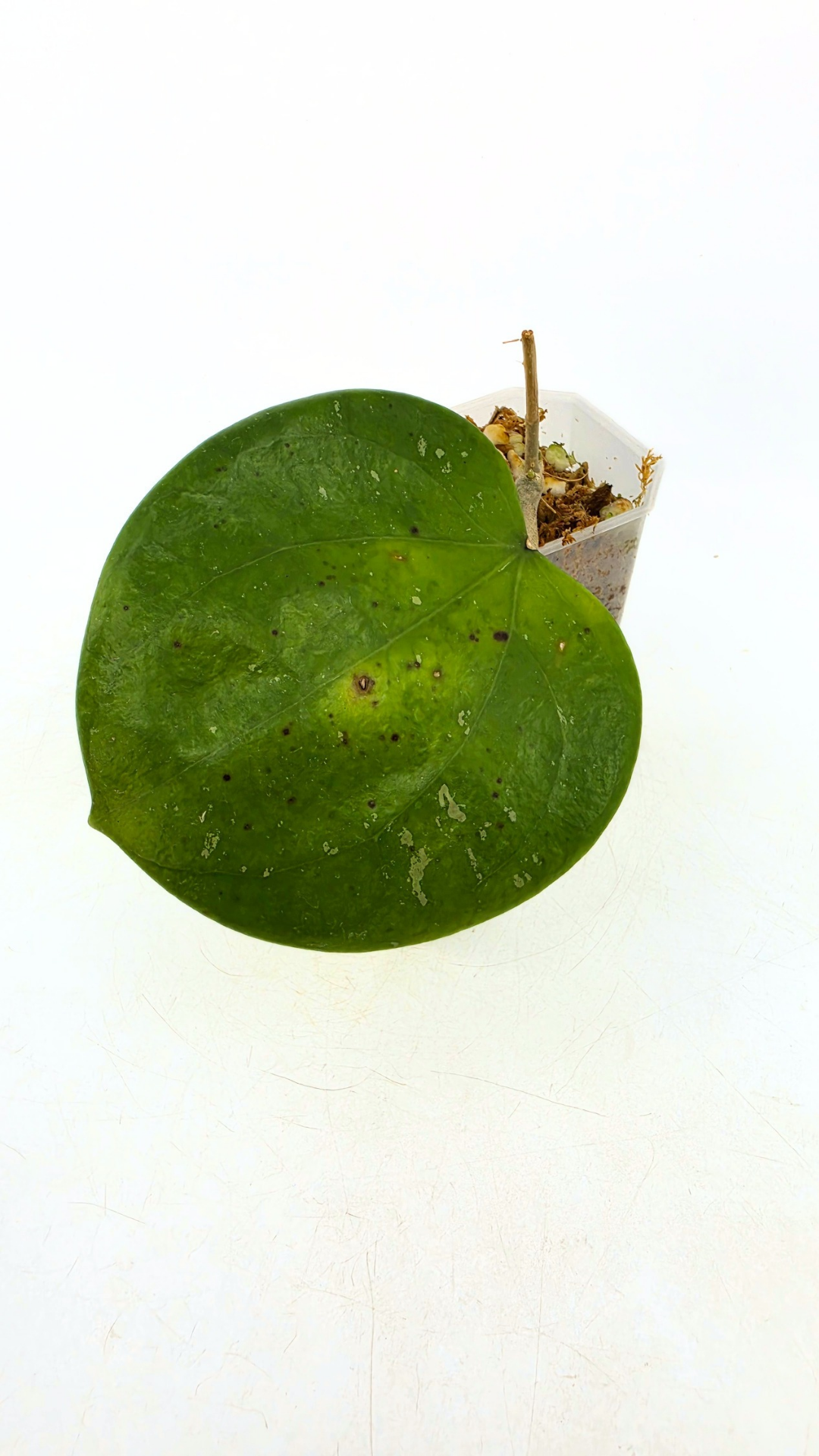 Rare waxplant Hoya Balaensis available for sale at rare indoor plant shop The Leaf Gallery in Perth, Western Australia