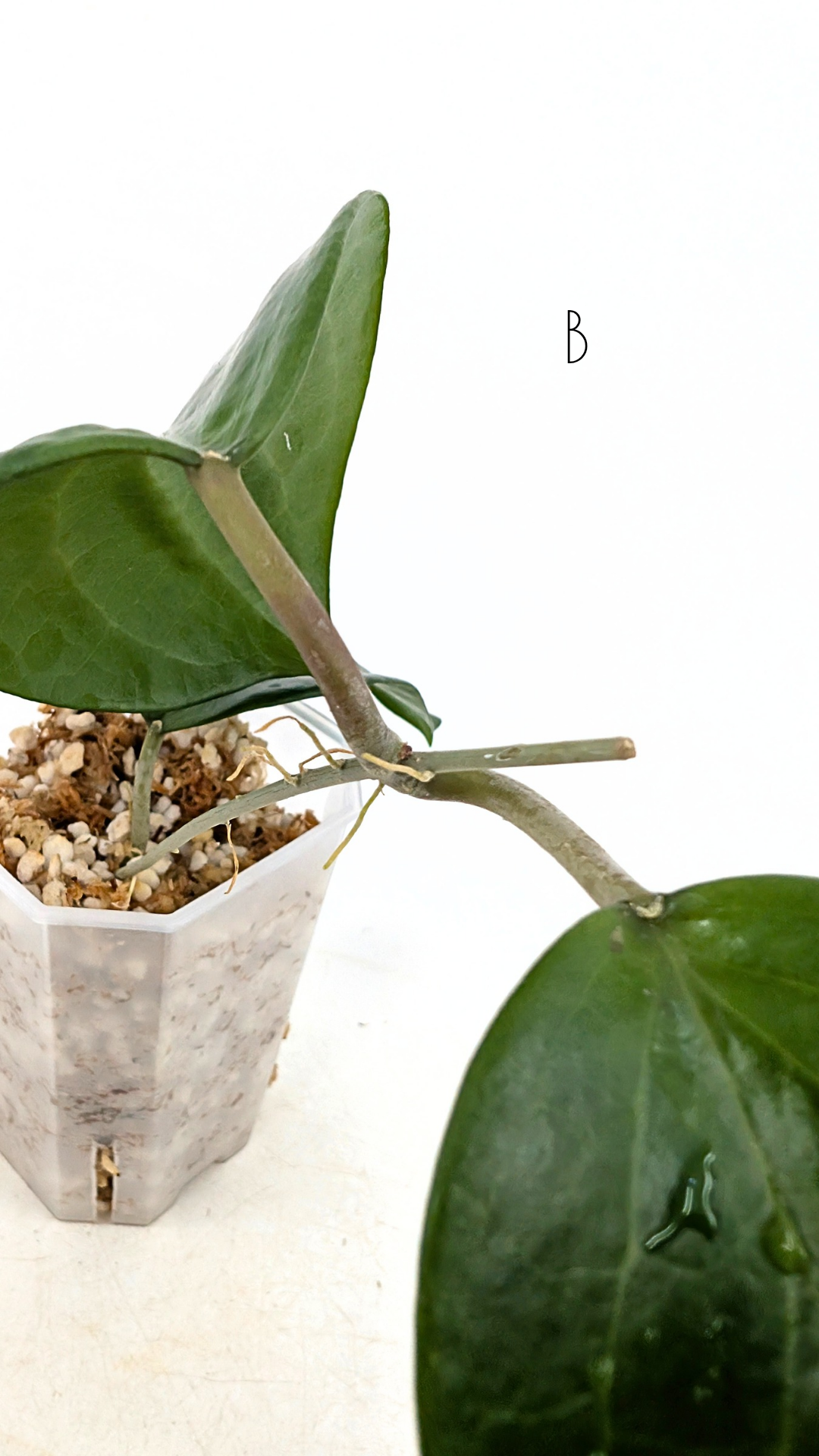 Rare waxplant Hoya Pentaphlebia available for sale at rare indoor plant shop The Leaf Gallery in Perth, Western Australia