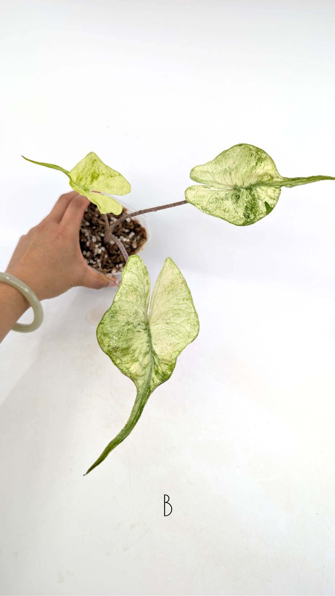 Rare indoor plannt Alocasia Stingray Mint Variegated available for sale at rare house plant shop The Leaf Gallery in Perth, Western Australia.