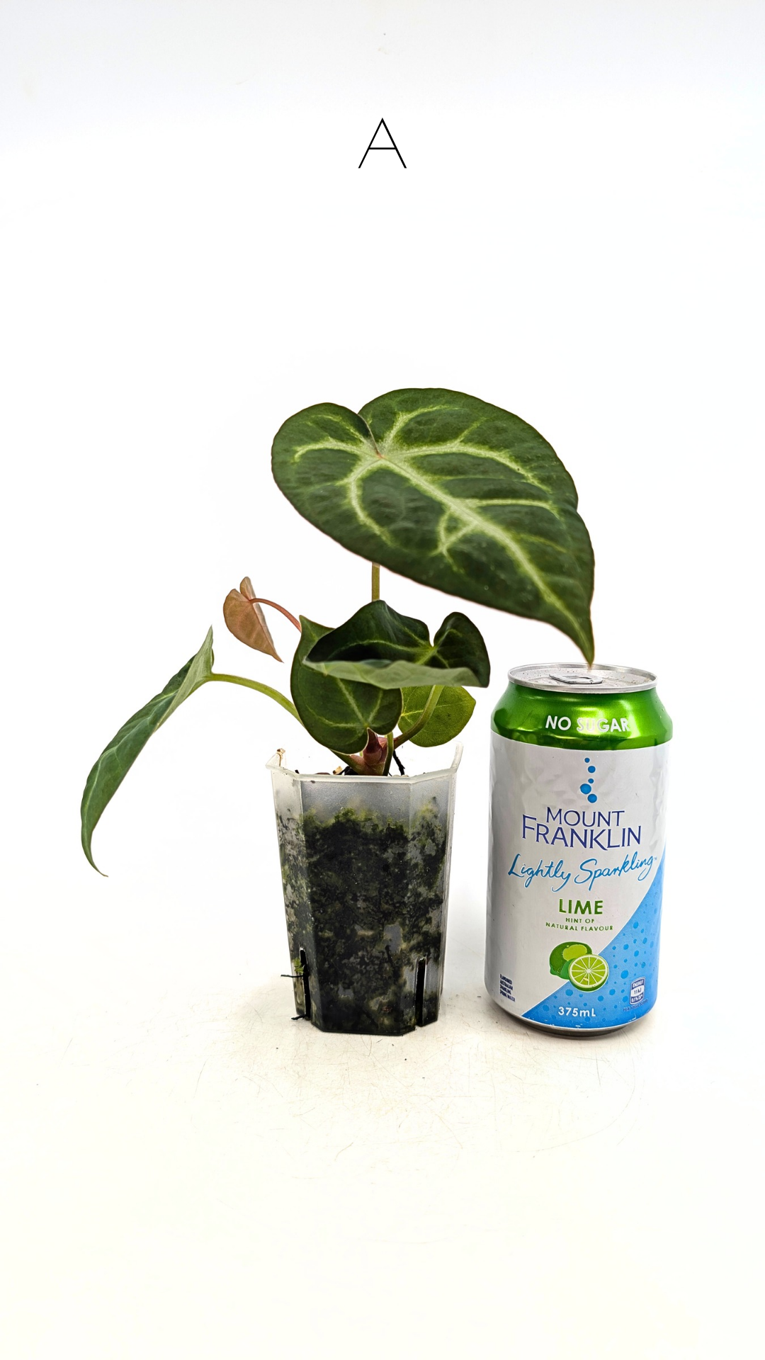 Rare indoor plant Anthurium Magnificum available for sale at rare house plant shop The Leaf Gallery in Perth, Western Australia