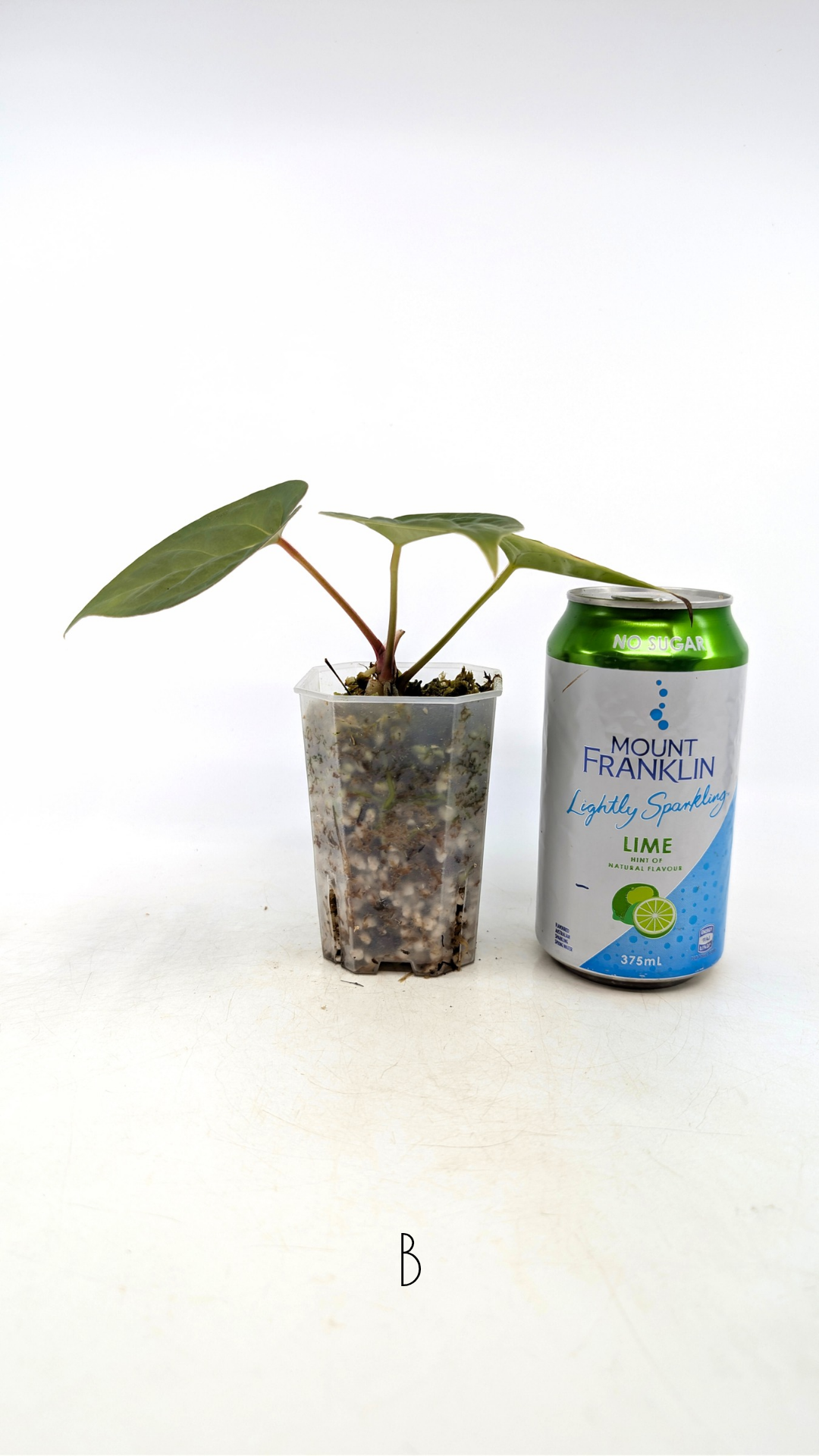 Rare Anthurium hybrid Silver Blush X Luxurians available for sale at rare indoor plant shop The Leaf Gallery in Perth, Western Australia