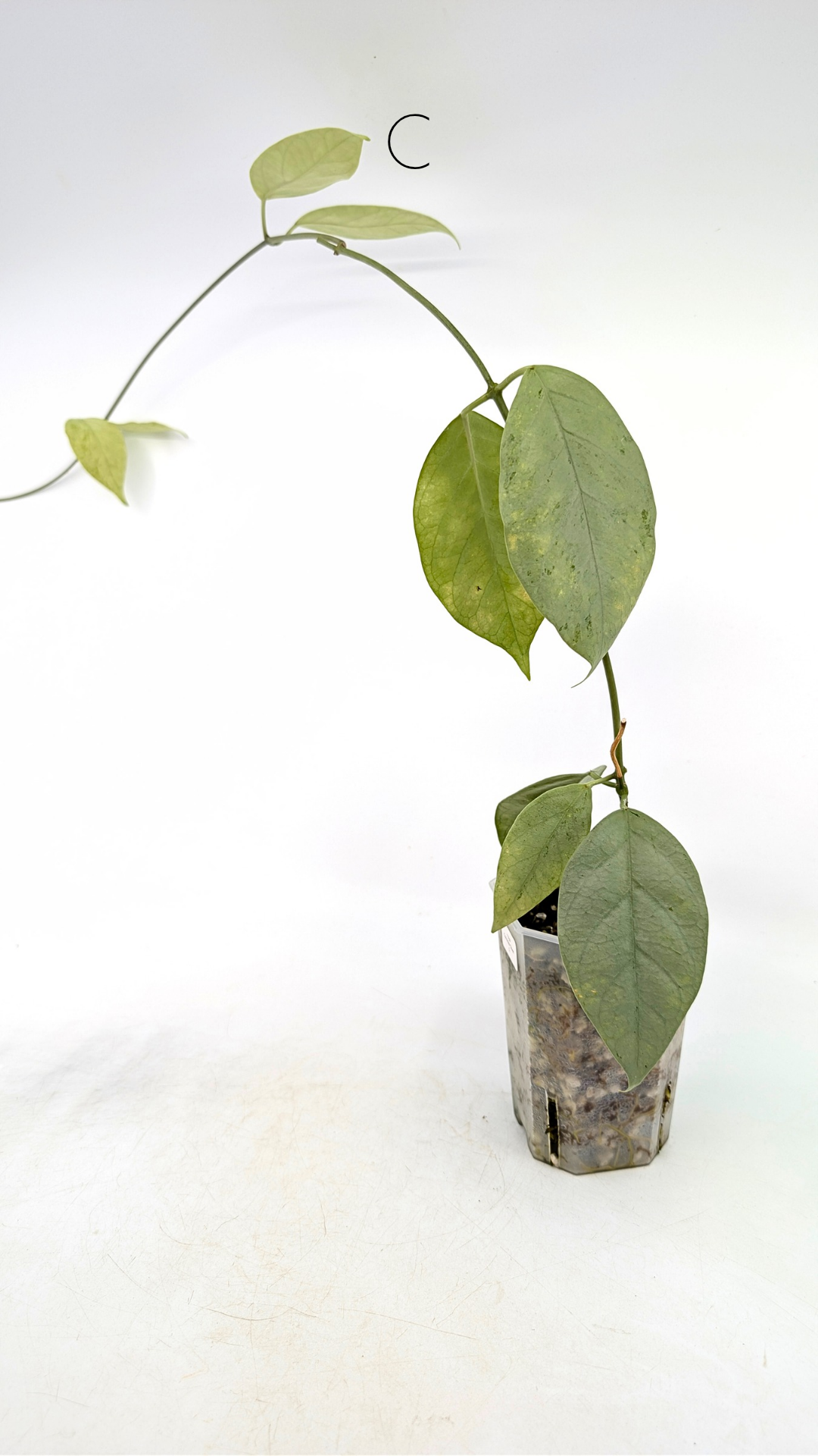 Rare waxplant Hoya Coriacea Silver available for sale at rare indoor plant shop The Leaf Gallery in Perth, Western Australia