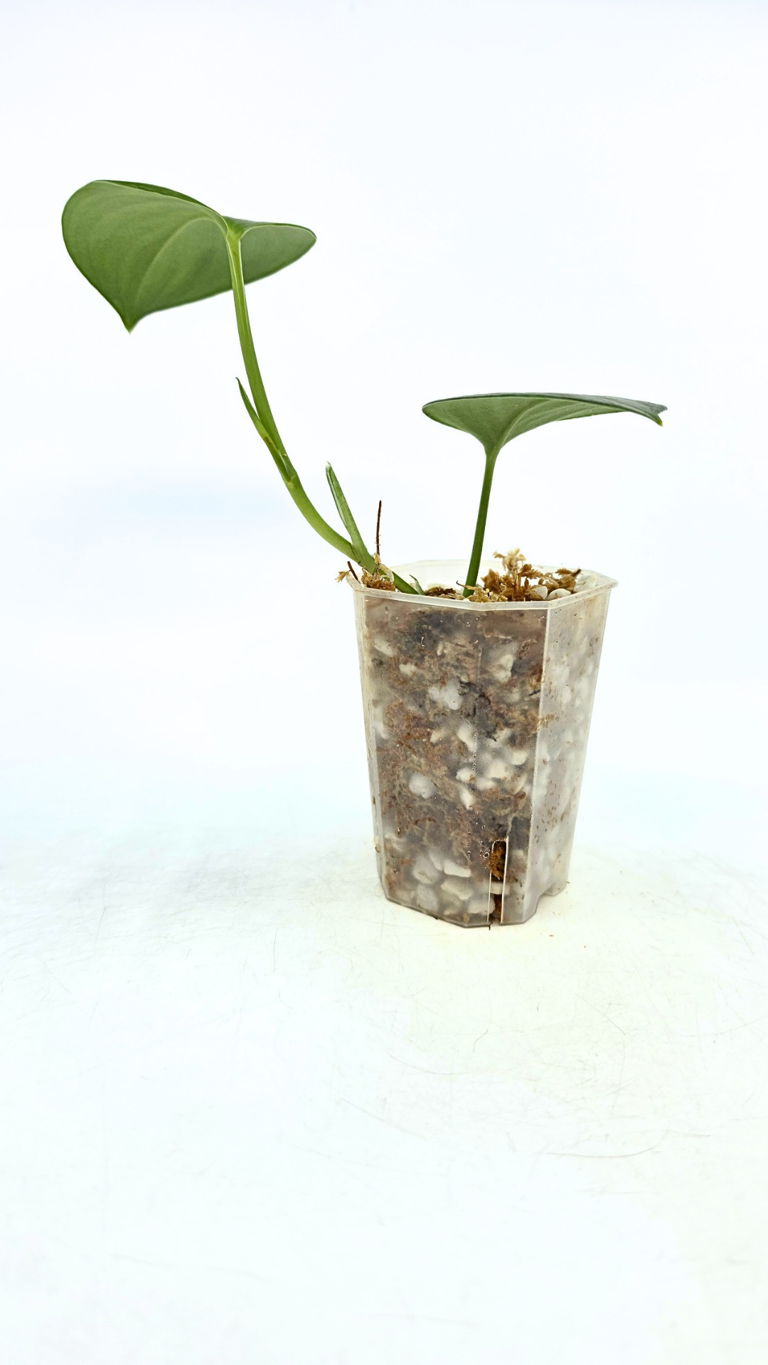 Rare indoor plant Scindapsus Treubii Moonlight available for sale at rare house plant shop The Leaf Gallery in Perth, Western Australia