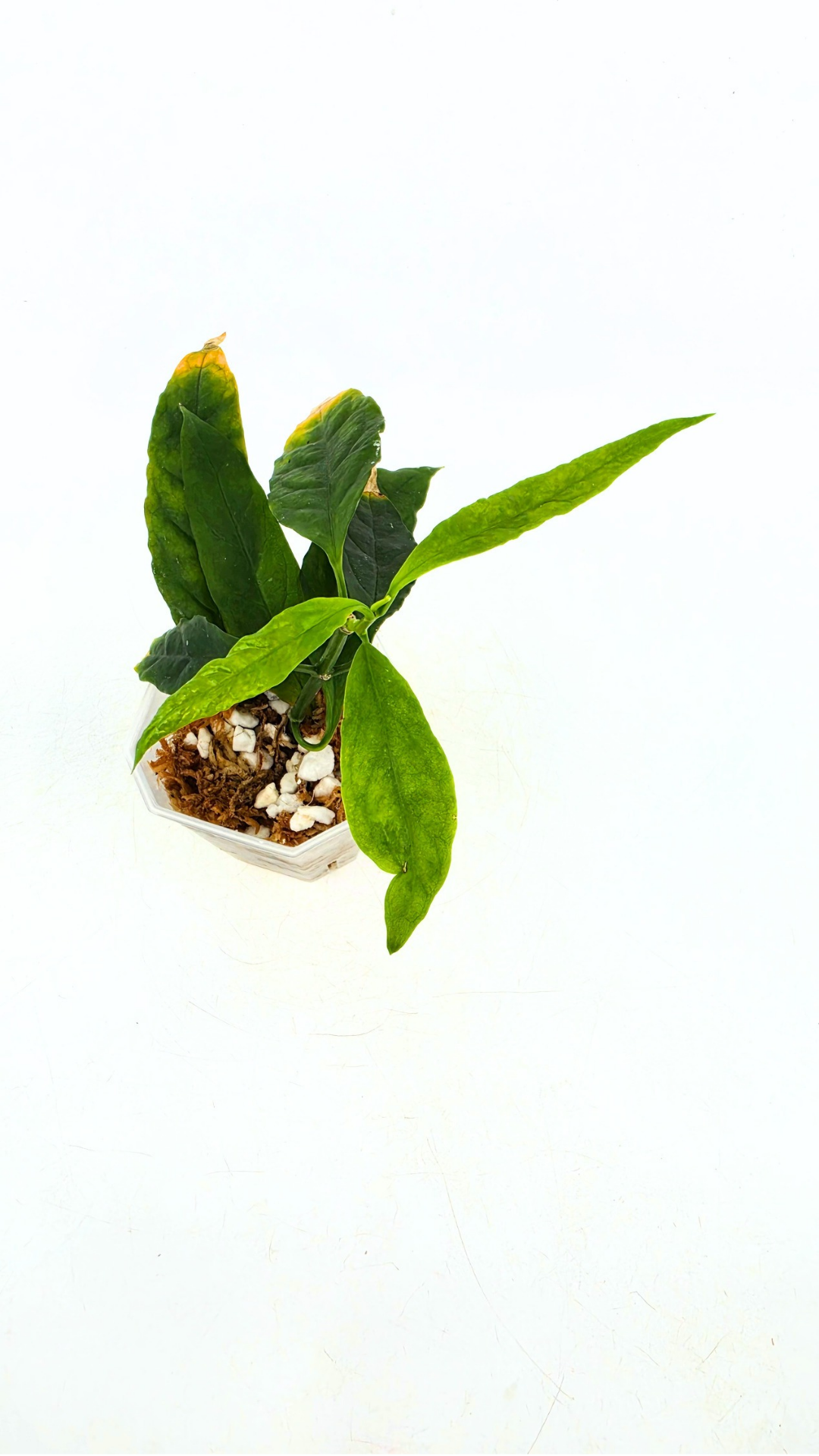 Rare waxplant Hoya Decipulae available for sale at rare indoor plant shop The Leaf Gallery in Perth, Western Australia