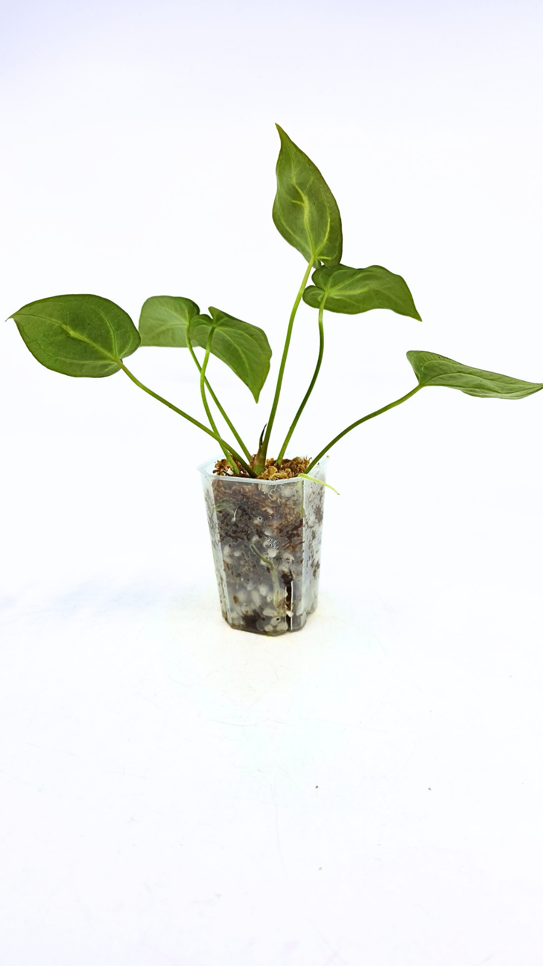 Rare anthurium hybrid Dark Forgetii X Bessae Aff available for sale at rare houseplant shop The Leaf Gallery in Perth, Western Australia