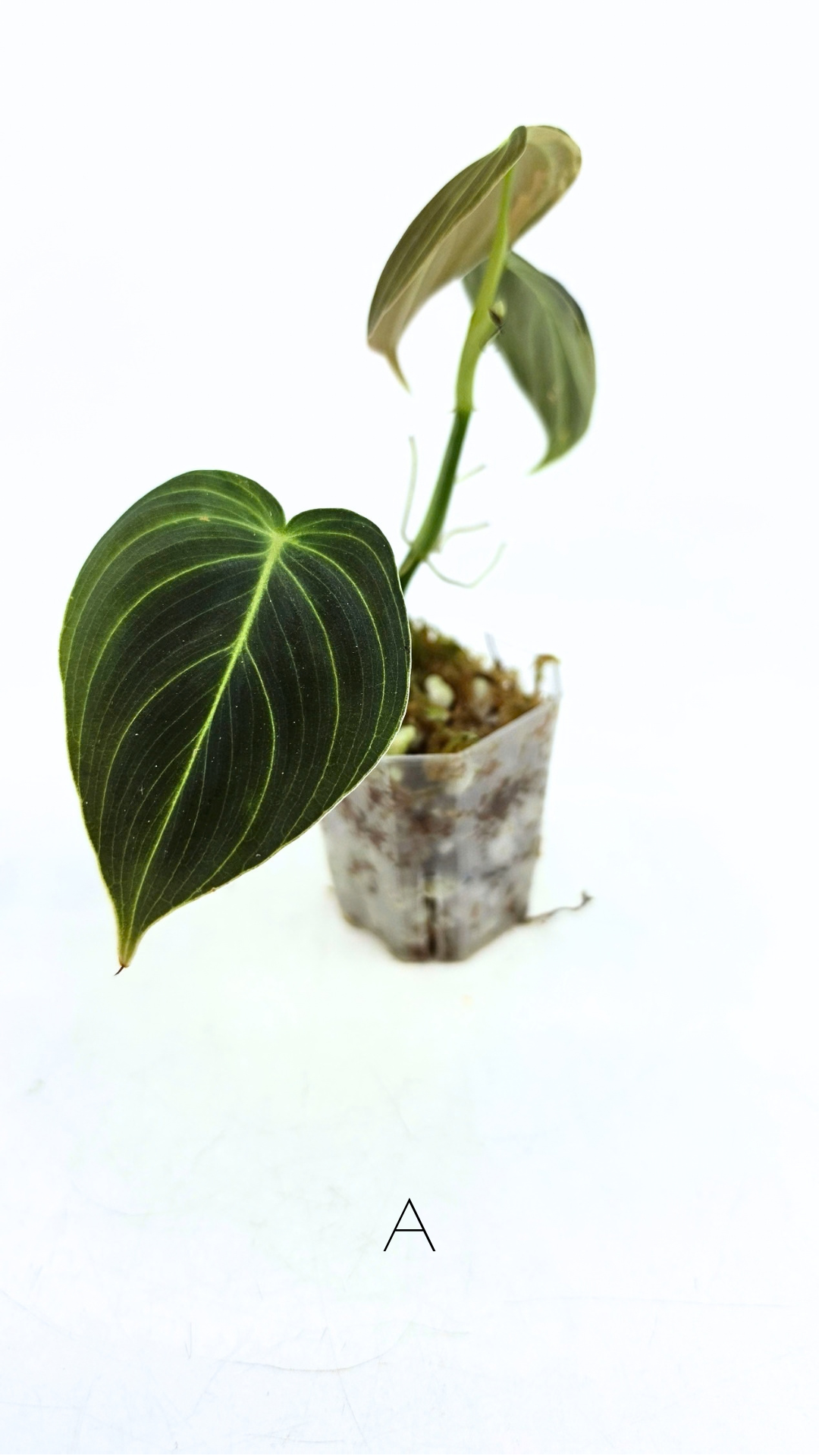 Rare plant Philodendron Melanochrysum Varigated available for sale at rare plant shop The Leaf Gallery in Perth, Western Australia