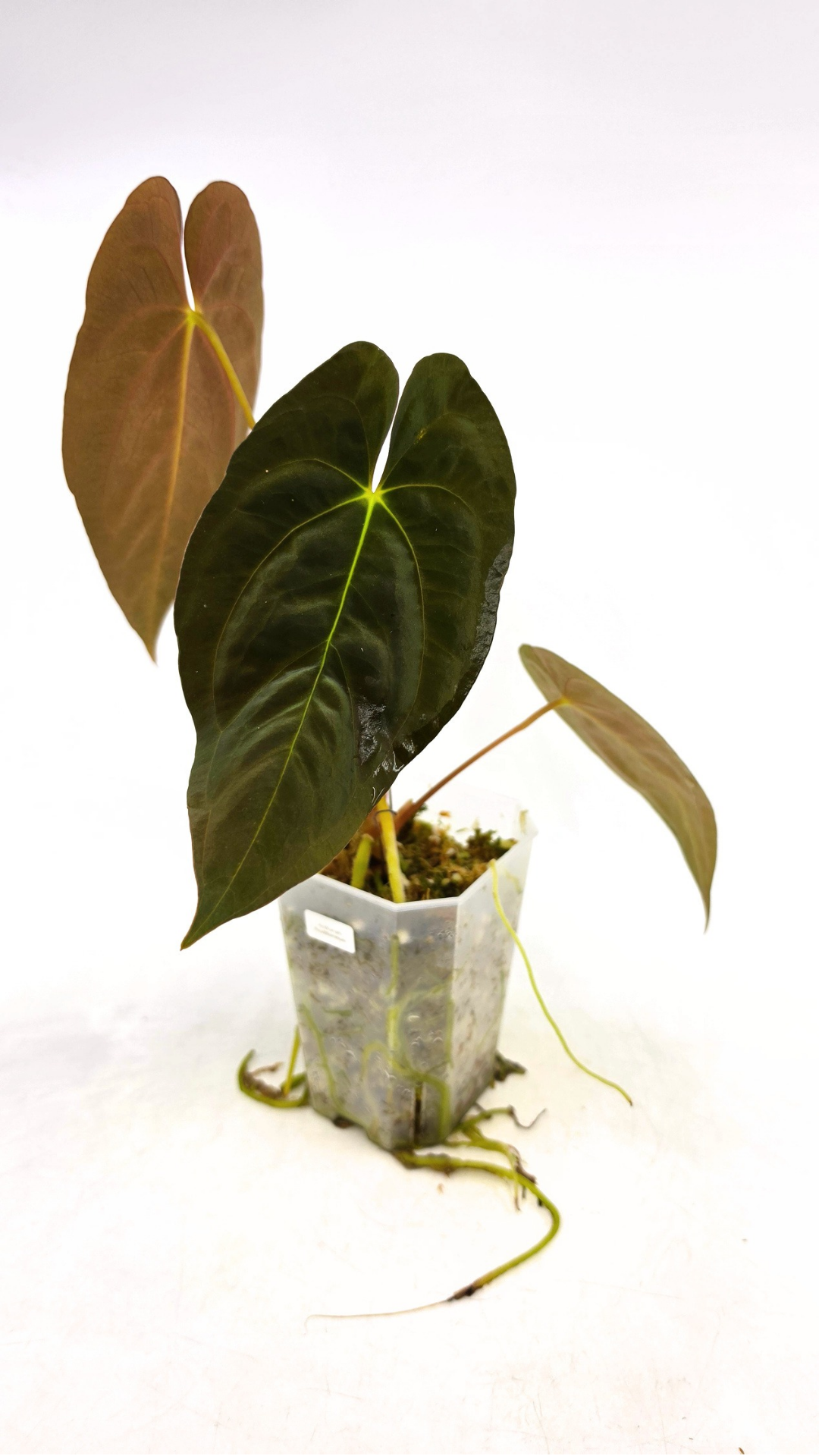Rare indoor plant Anthurium Papillilaminum pure clone available from rare house plant shop The Leaf Gallery in Perth, Western Australia