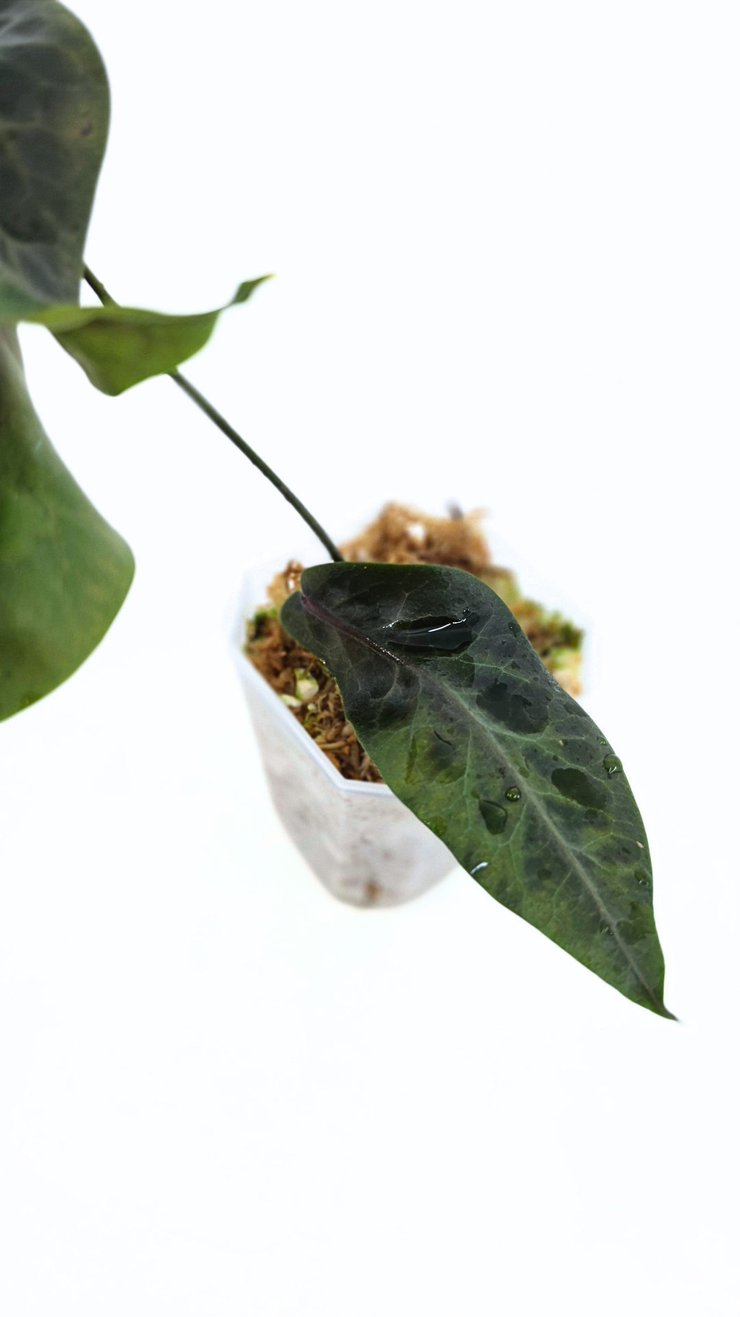 Rare waxplant hoya megalaster IML1007 available for sale at rare plant shop The Leaf Gallery in Perth, Western Australia