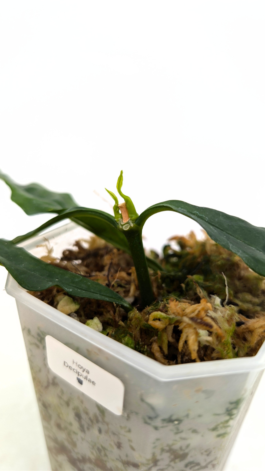 Rare waxplant Hoya Decipulae available for sale at rare indoor plant shop The Leaf Gallery in Perth, Western Australia