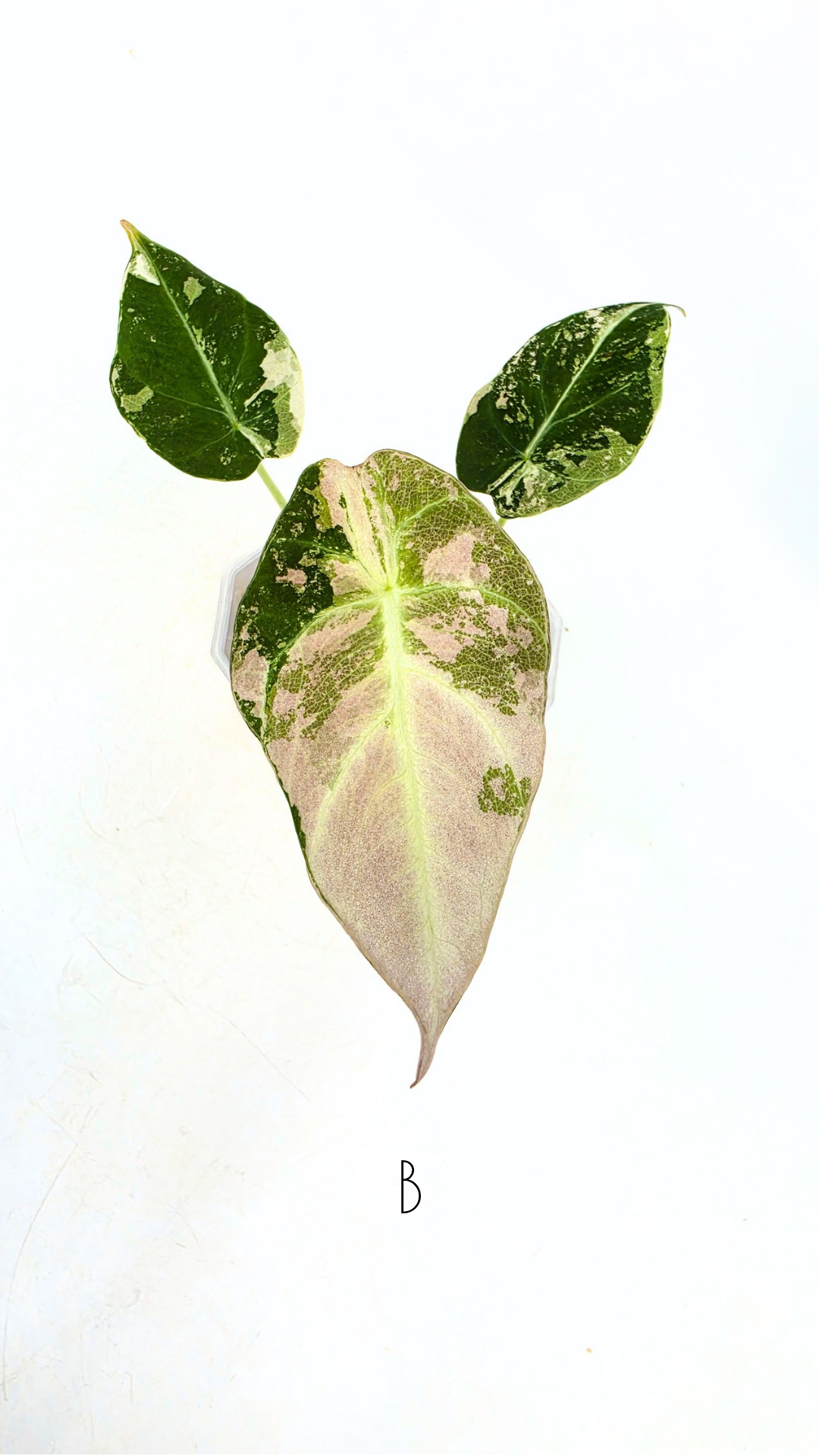 Rare indoor plant Alocasia Black Velvet Pink Variegated available for sale from rare house plant shop The Leaf Gallery in Perth, Western Australia