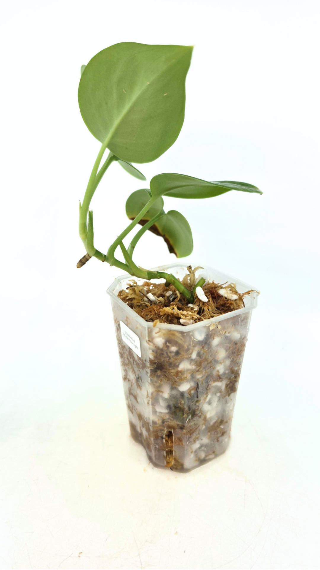 Rare indoor plant Scindapsus Treubii Moonlight available for sale at rare house plant shop The Leaf Gallery in Perth, Western Australia