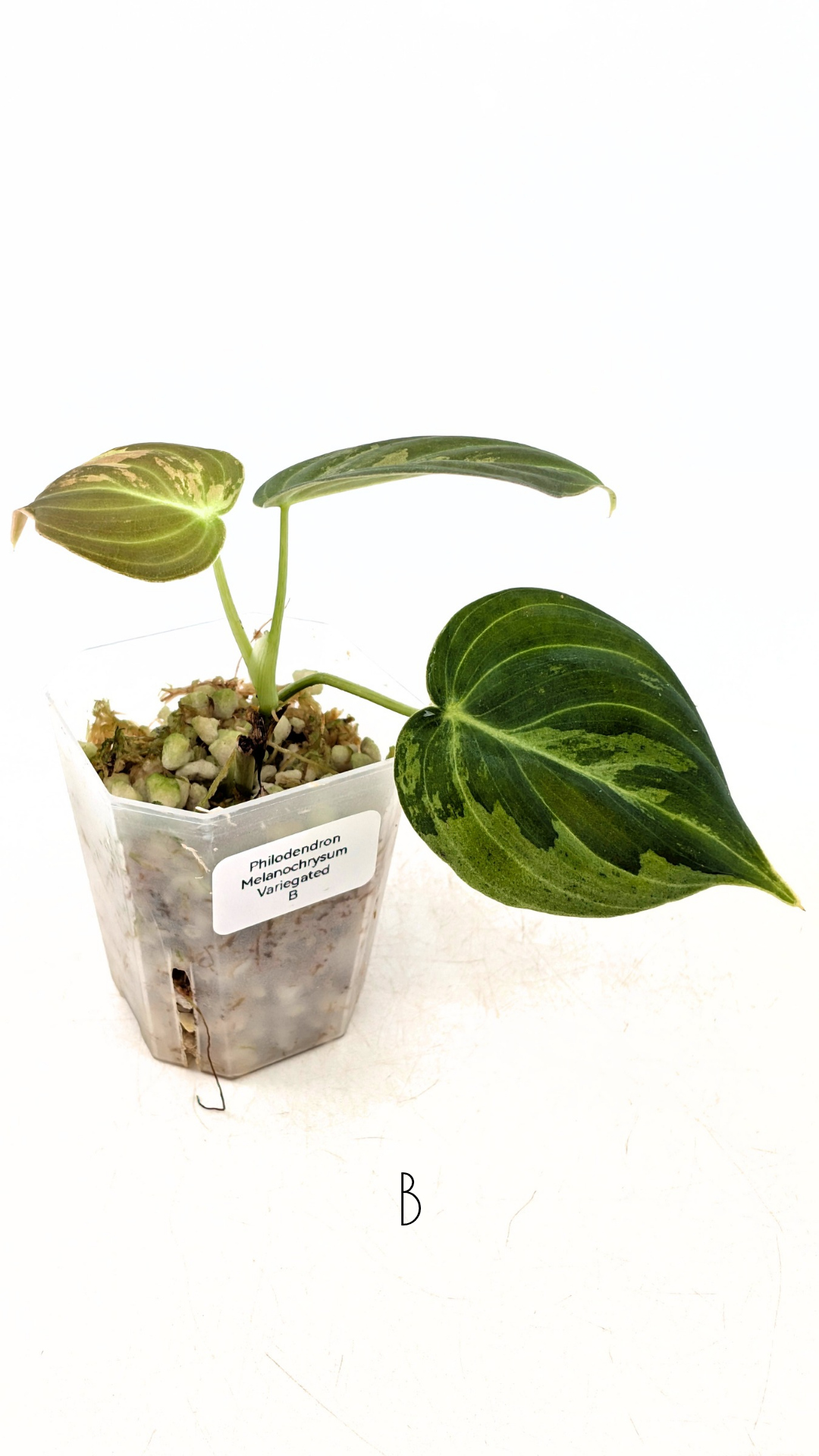 Rare plant Philodendron Melanochrysum Varigated available for sale at rare plant shop The Leaf Gallery in Perth, Western Australia