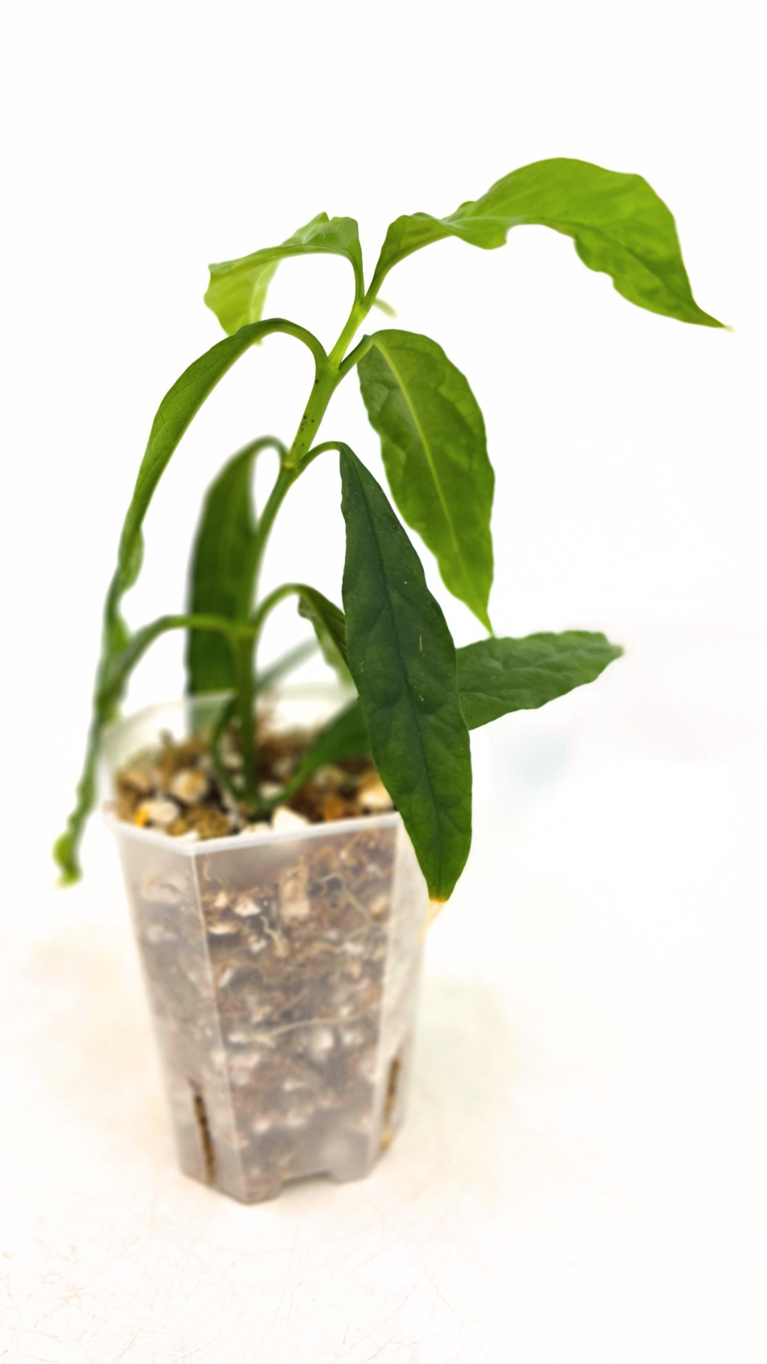 Rare waxplant Hoya Decipulae available for sale at rare indoor plant shop The Leaf Gallery in Perth, Western Australia