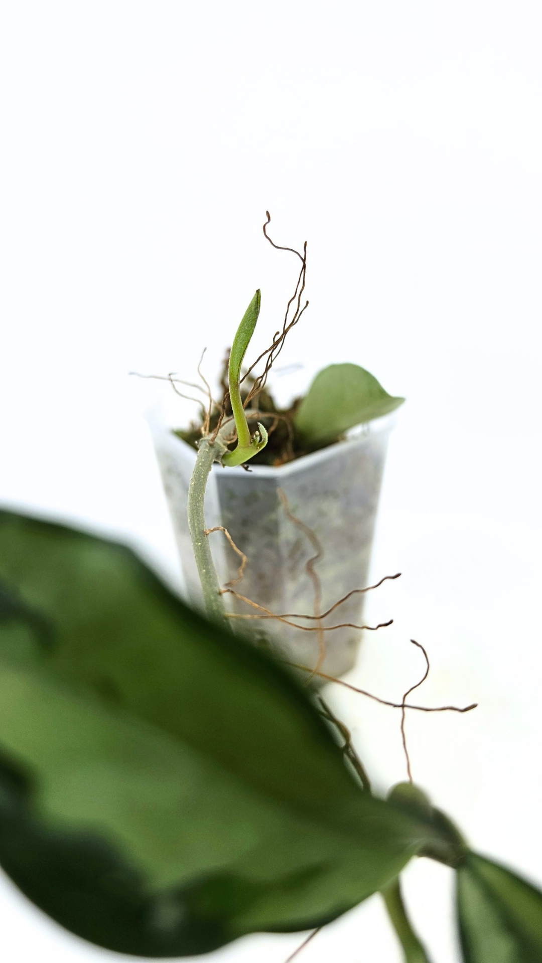 Rare Hoya AH074 available for sale at rare plant shop The Leaf Gallery in Perth, Western Australia