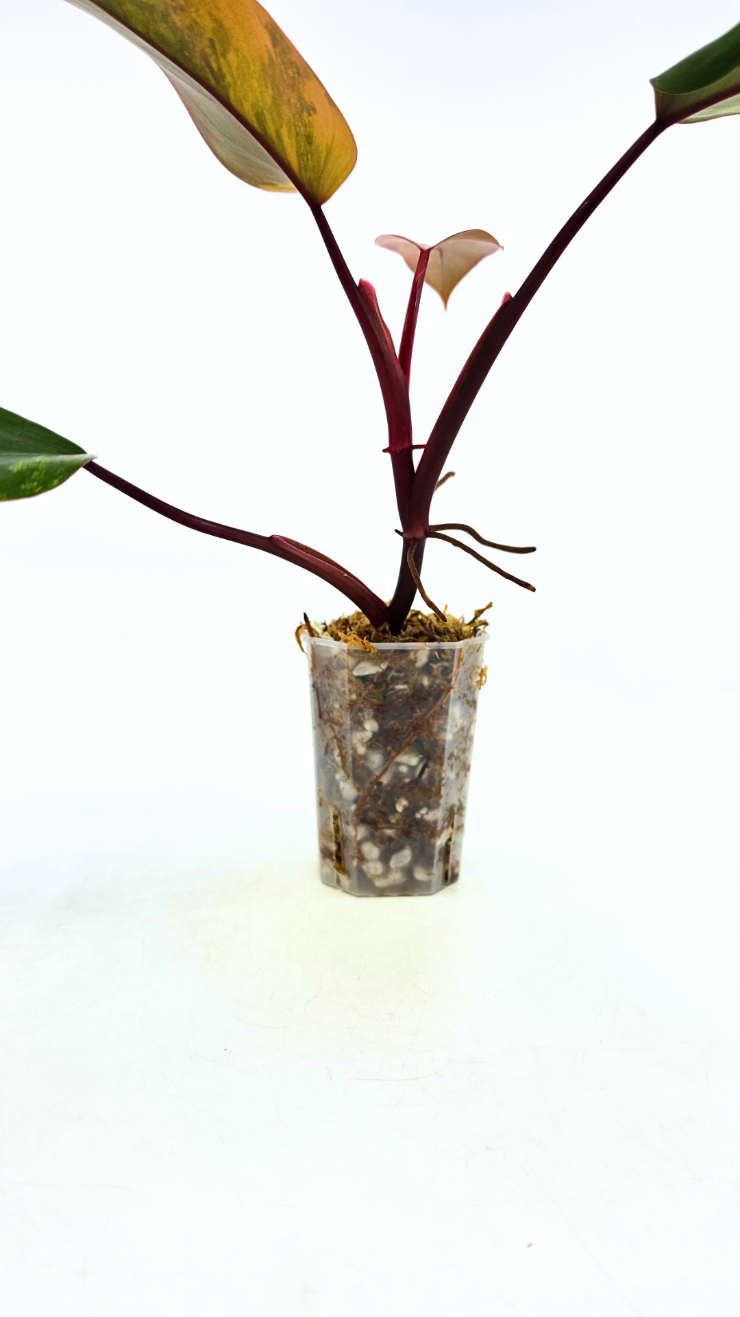 Rare indoor plant Philodendron Strawberry Shake grown and propagated by rare plant shop The Leaf Gallery in Perth, Western Australia