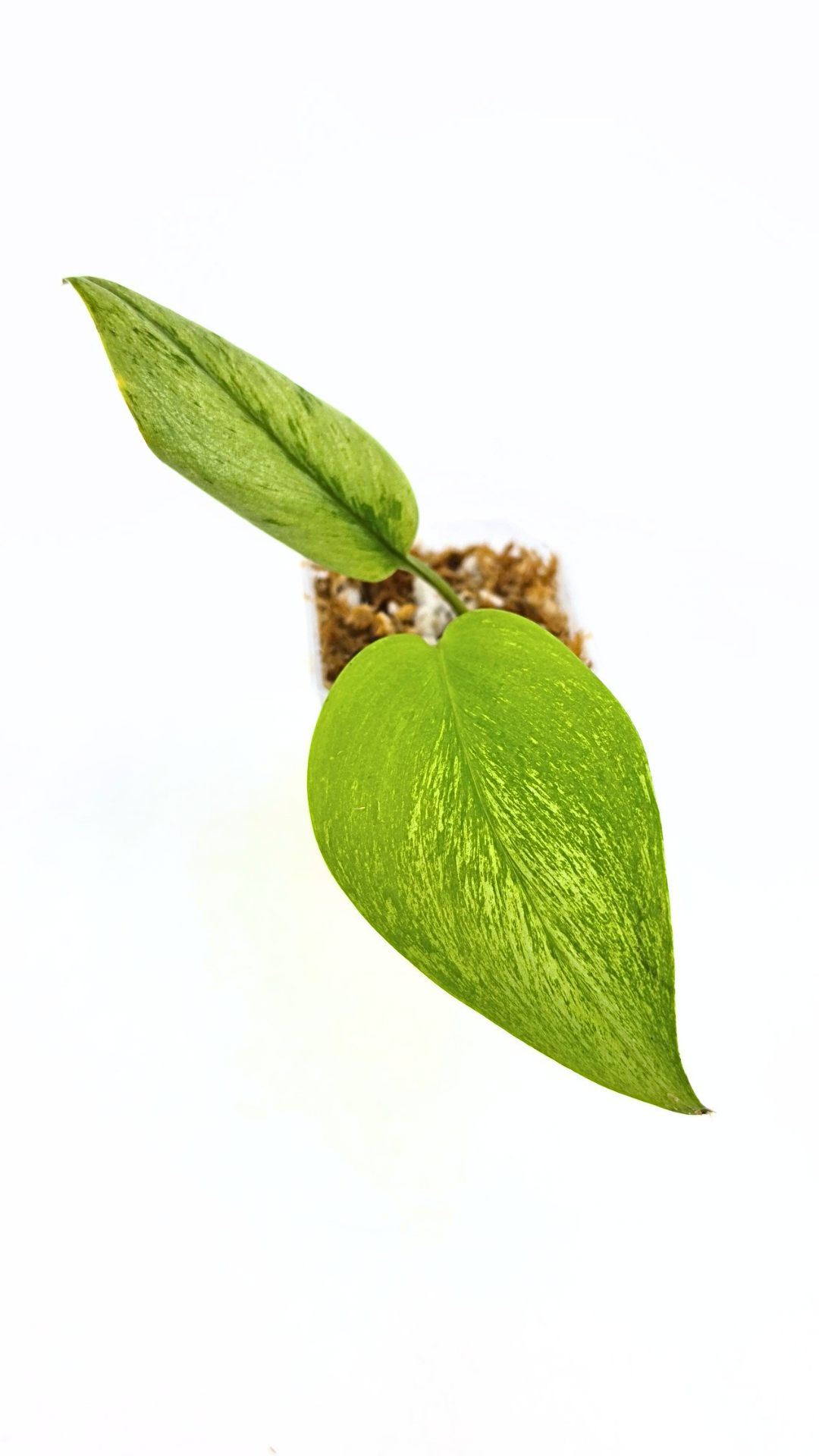 Rare indoor plant Scindapsus Treubii Moonlight Mint Varigated available at The Leaf Gallery in Perth, Western Australia