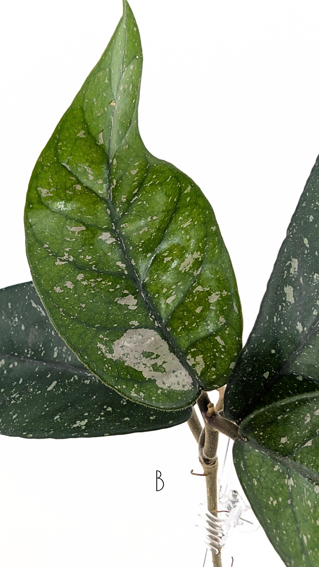 Rare waxplant Hoya Starry Night available for sale at The Leaf Gallery in Perth, Western Australia