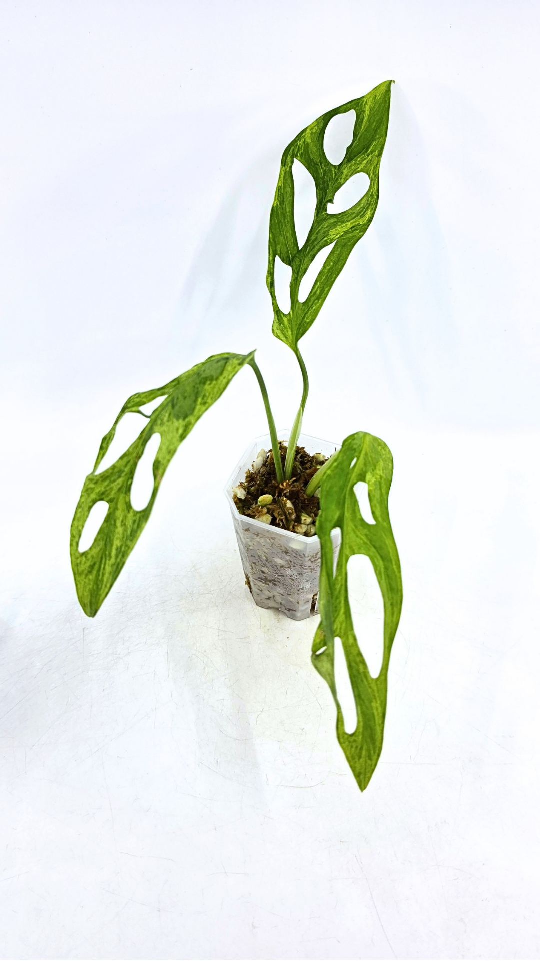 Rare indoor house plant Monstera Adansonii Mottled Mint Varigation available for sale at rare plant shop The Leaf Gallery in Perth, Western Australia