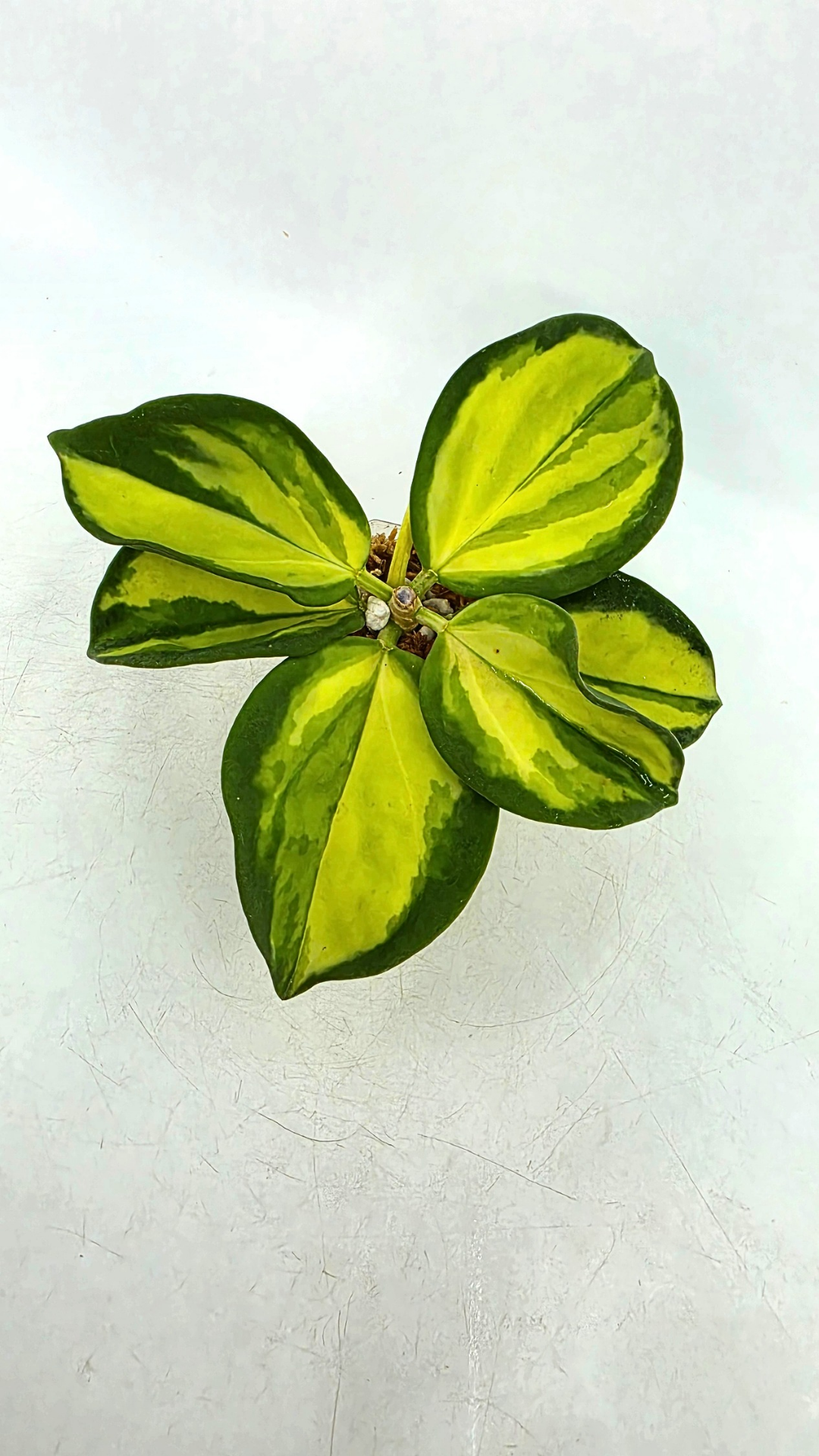 Rare waxplant Hoya Subquintupllinervis Inner Variegated, formerly known as Hoya Pachyclada available for sale at rare indoor plant shop The Leaf Gallery in Perth, Western Australia