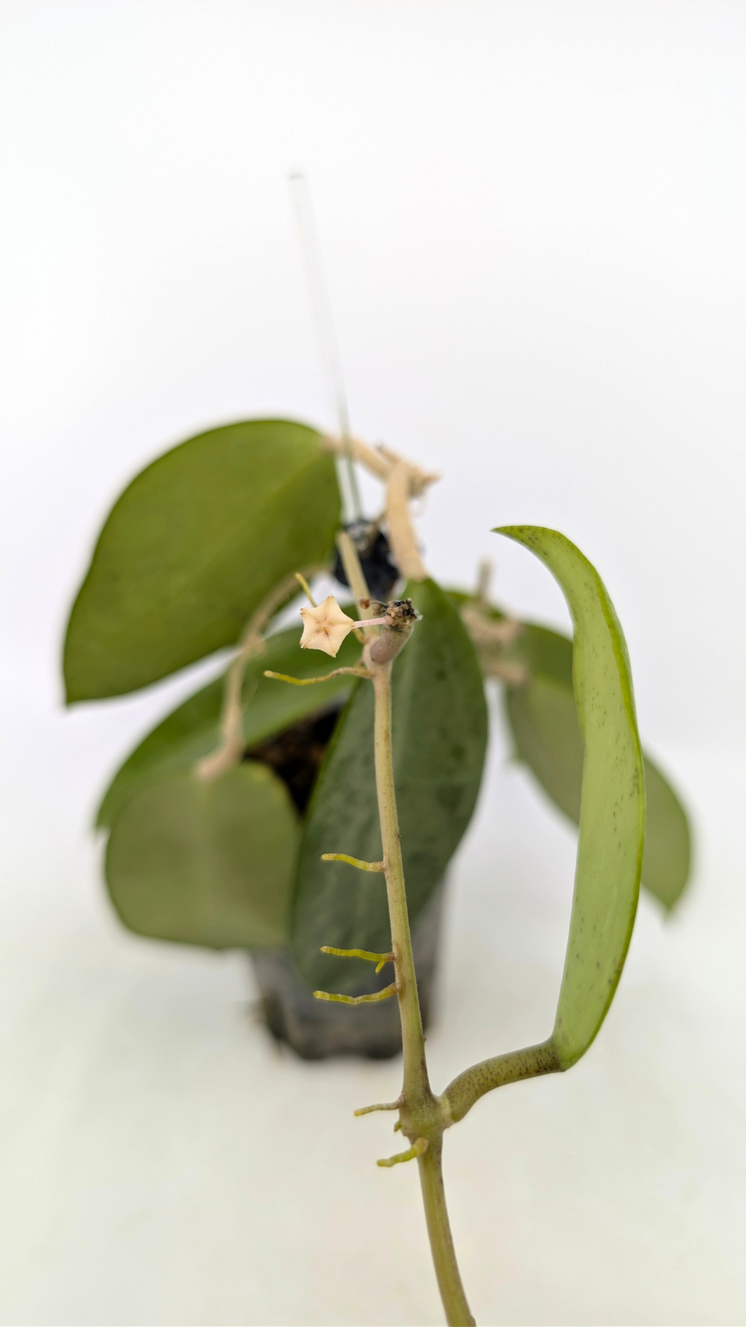 Rare waxplant Hoya Rime Splash available for sale at rare indoor plant shop The Leaf Gallery in Perth, Western Australia