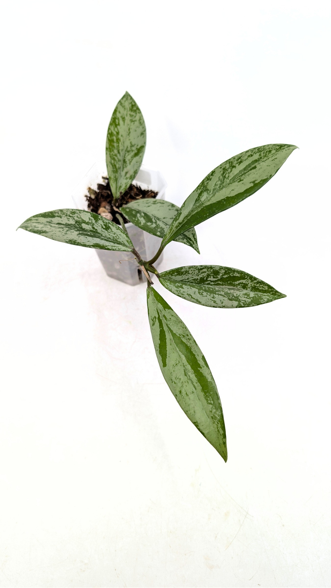 Rare waxplant Hoya Pubicalyx Pink Silver Ghost available for sale at rare indoor plant shop The Leaf Gallery in Perth, Western Australia