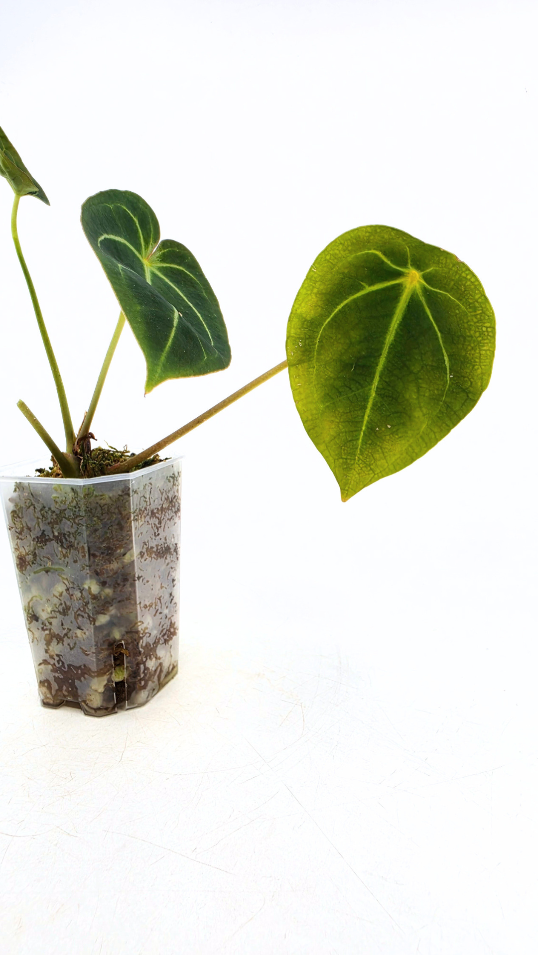 Rare anthurium hybrid Dark Forgetii X Bessae Aff available for sale at rare houseplant shop The Leaf Gallery in Perth, Western Australia