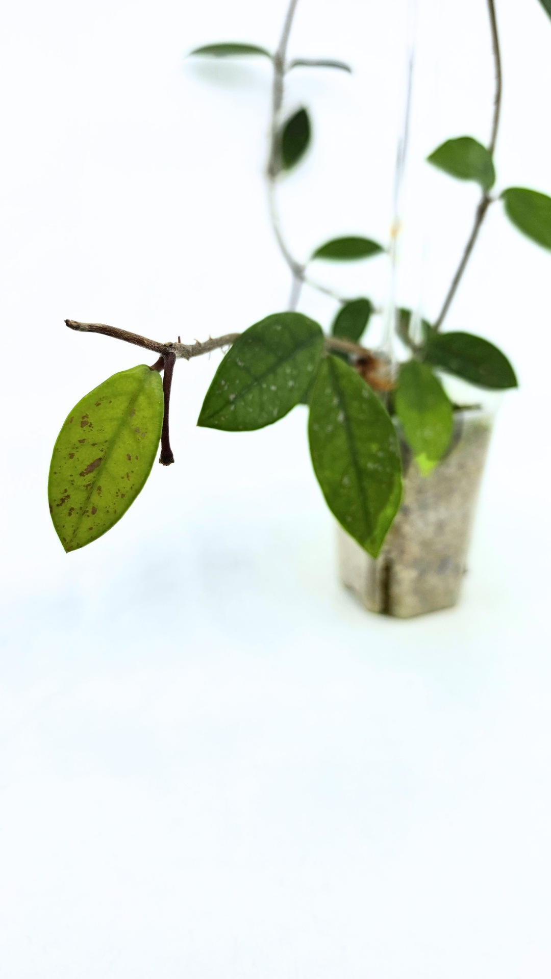 Rare indoor plant hoya wilbur graves propagated by and available for sale at rare plant shop The Leaf Gallery in Perth