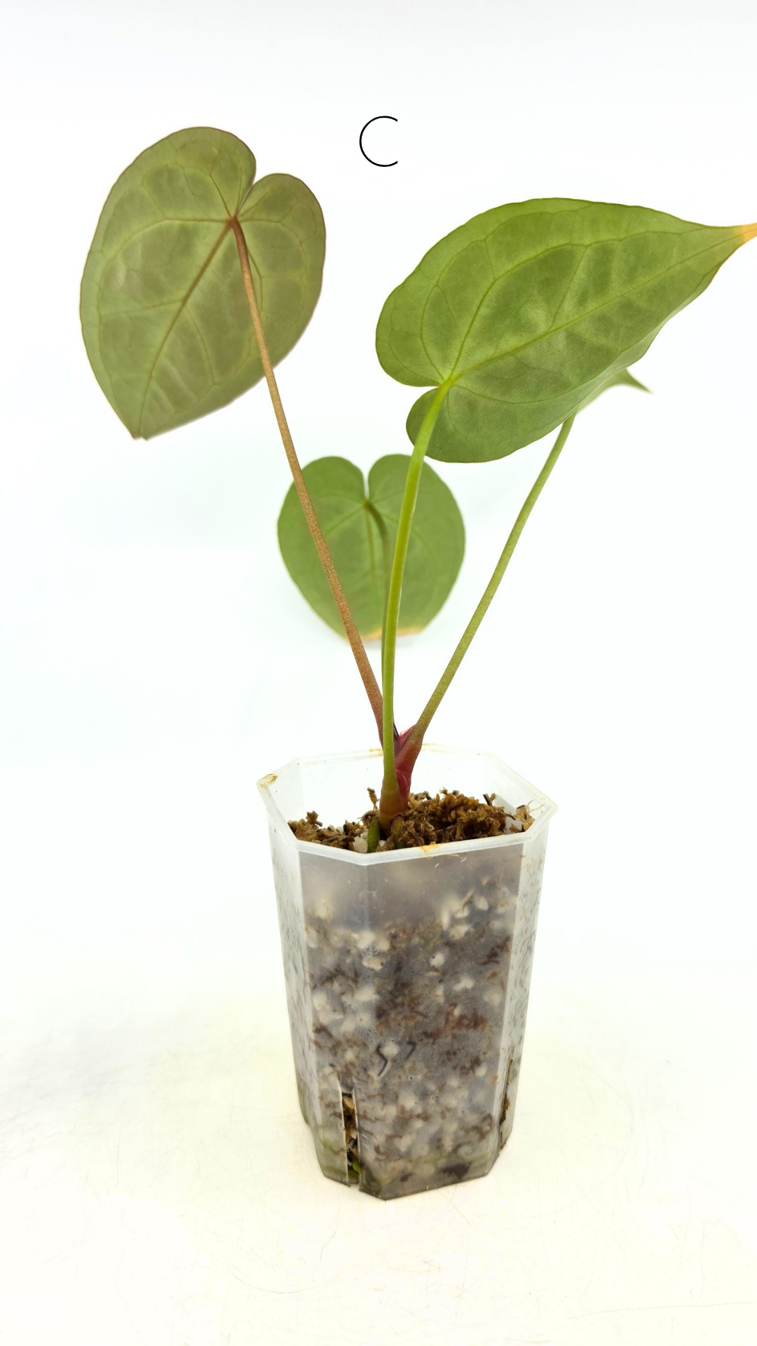 Rare anthurium hybrid Anthurium red dorayaki mutation with Anthurium Michelle by The Leaf Gallery in Perth, Western Australia