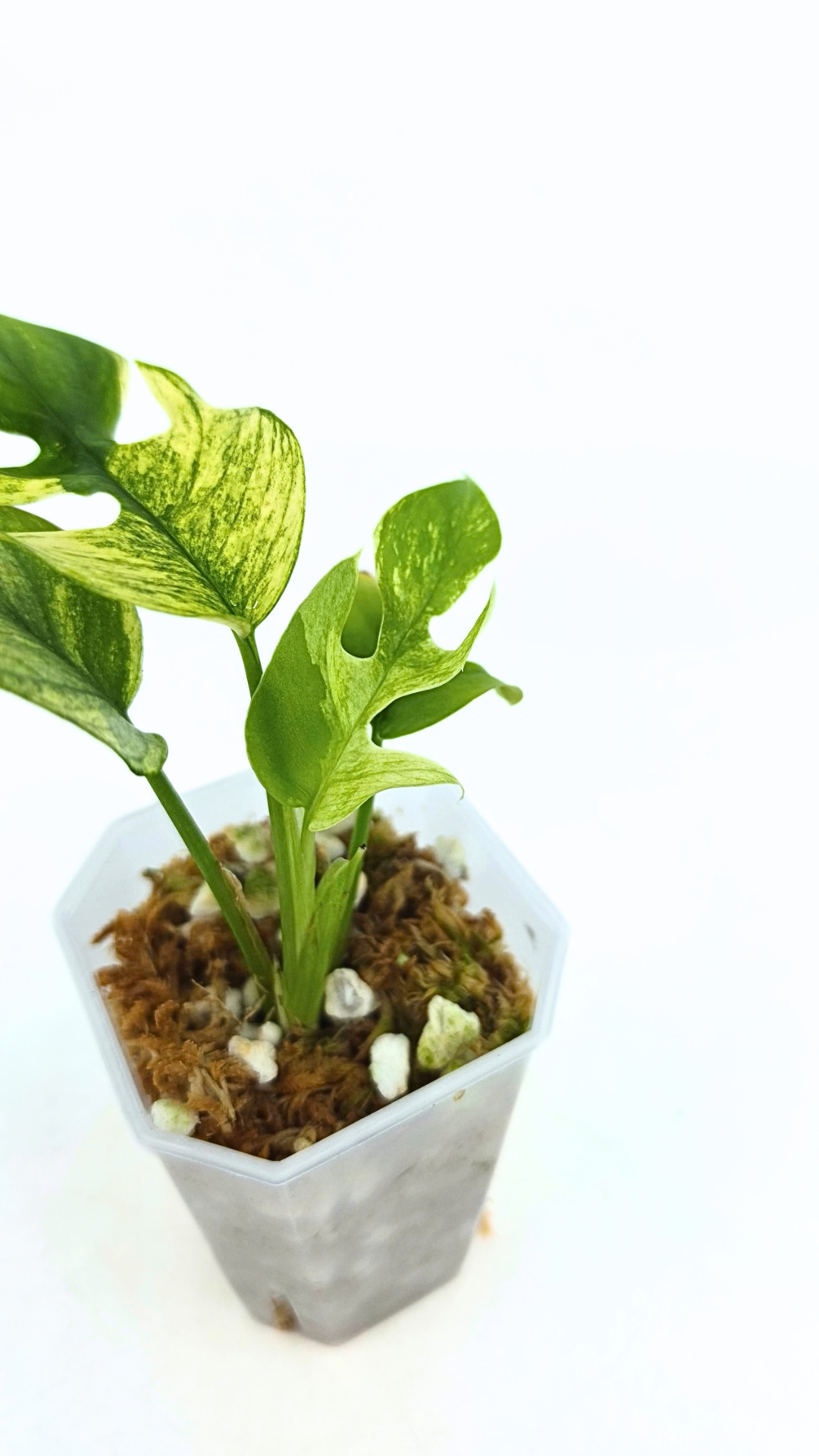 Rare indoor plant Raphidophora Tetrasperma Mint Varigated for sale by rare plant shop The Leaf Gallery in Perth, Western Australia