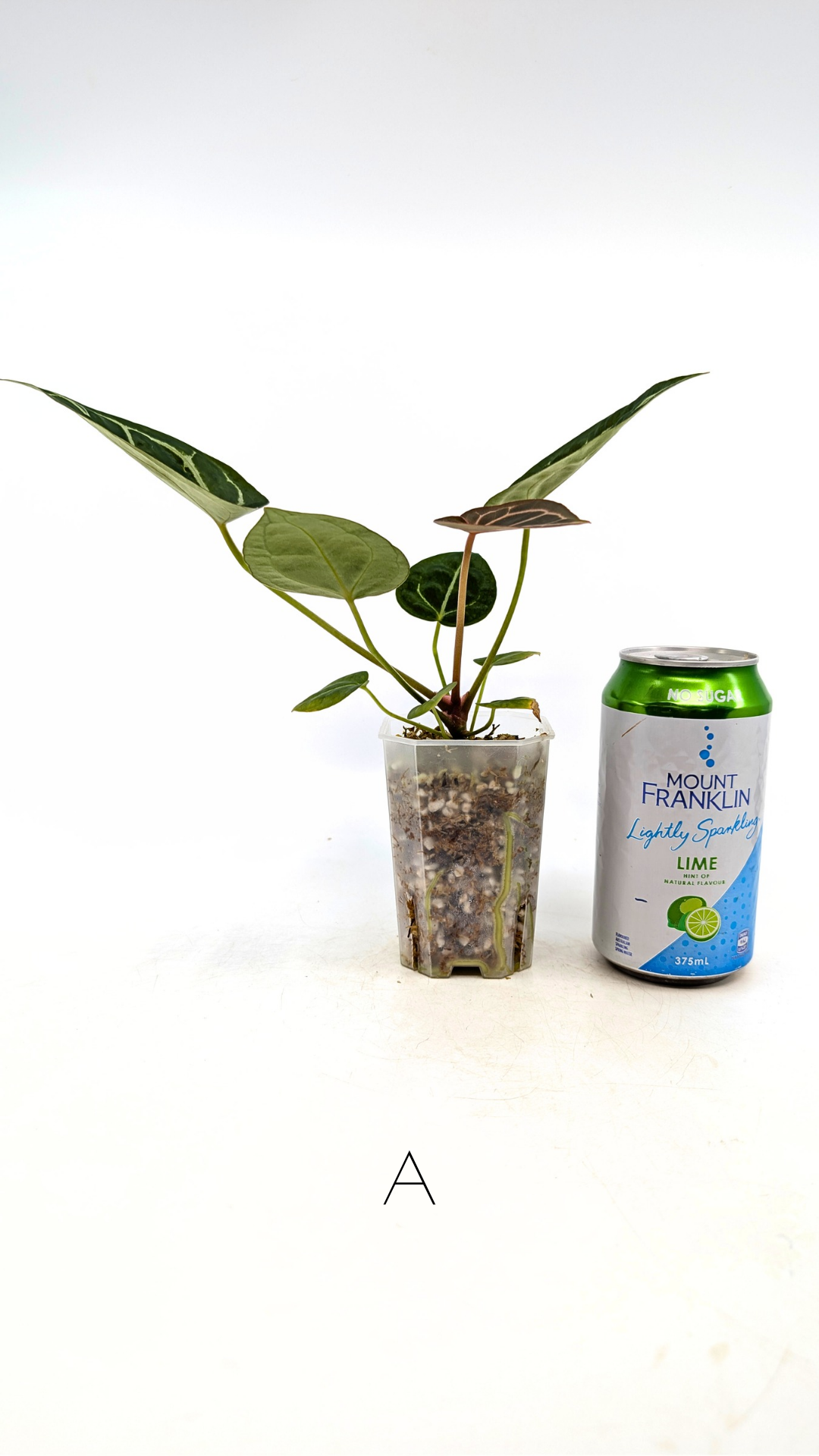 Rare anthurium hybrid Anthurium Dark Forgetii x Bessae Aff X Anthurium Michelle by The Leaf Gallery in Perth, Western Australia