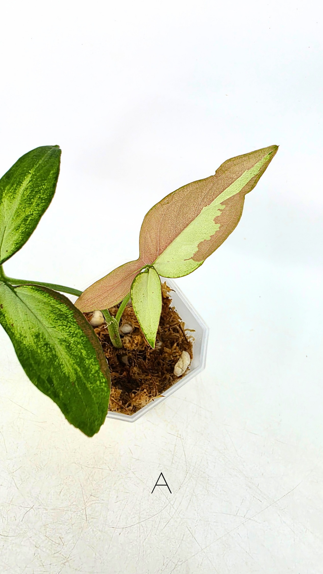 Rare plant Syngonium Redspot Tricolour available from rare plant shop The Leaf Gallery in Perth, Western Australia