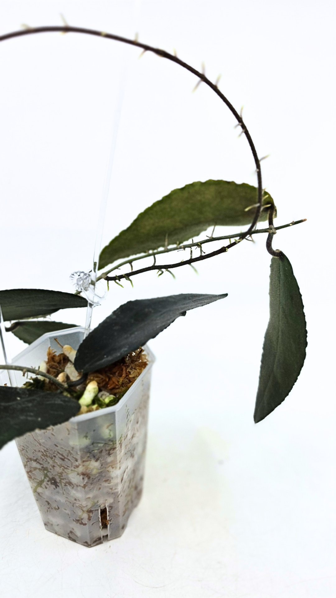 Rare Hoya Caudata Sumatra available for sale by rare indoor plant shop The Leaf Gallery in Perth, Western Australia