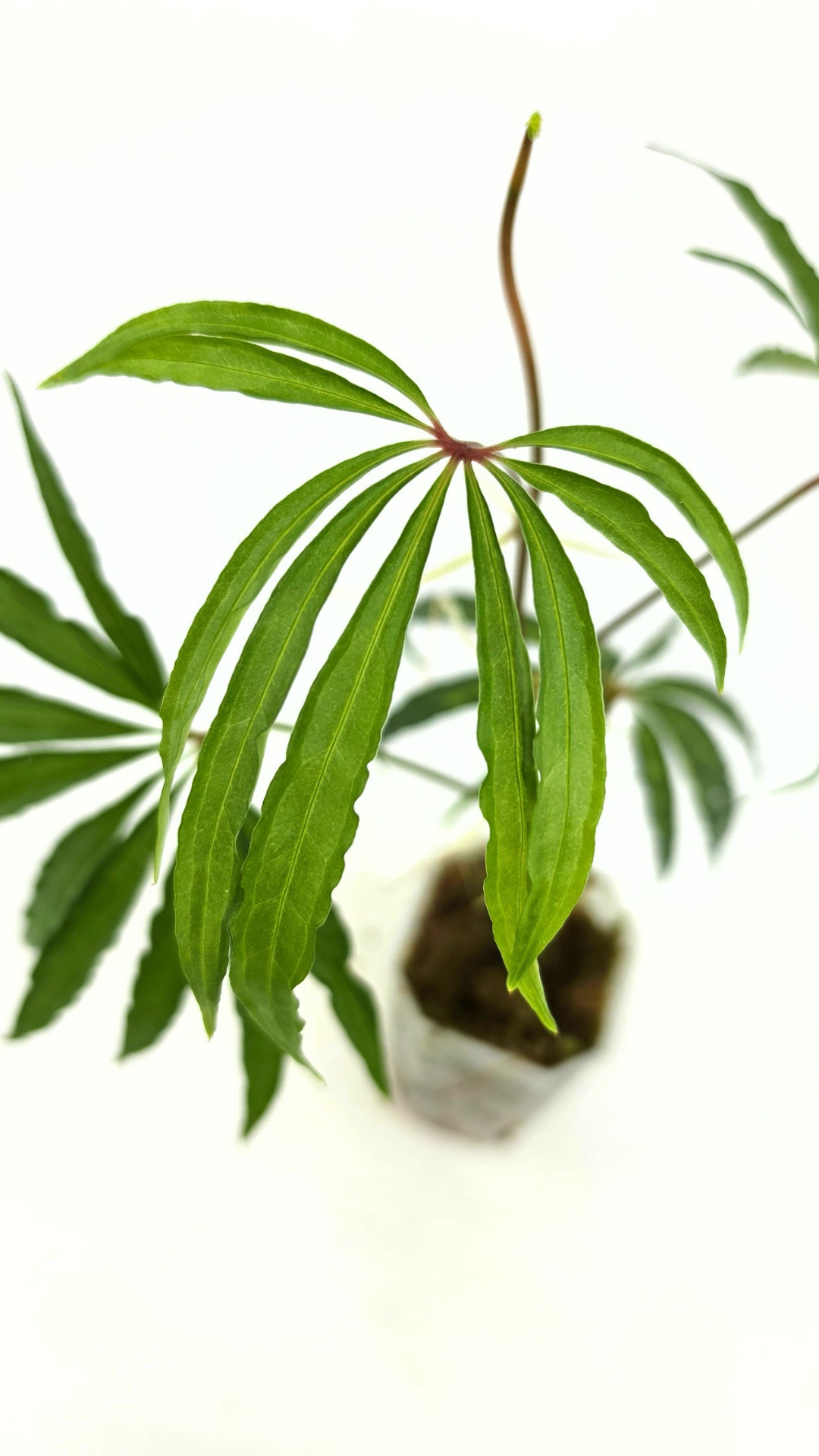 Hard to find vining house plant Anthurium Polystictum available for sale at rare plant shop The Leaf Gallery in Perth, Western Australia.