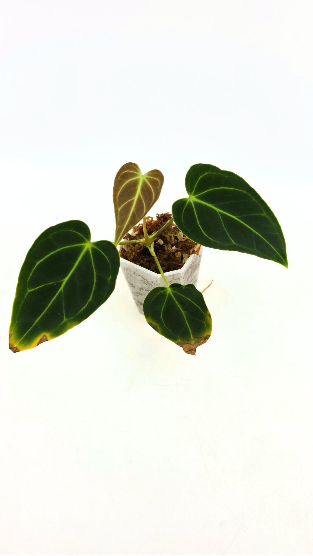 Rare indoor plant pure Anthurium Regale seedlings available for sale at rare house plant shop The Leaf Gallery in Perth, Western Australia