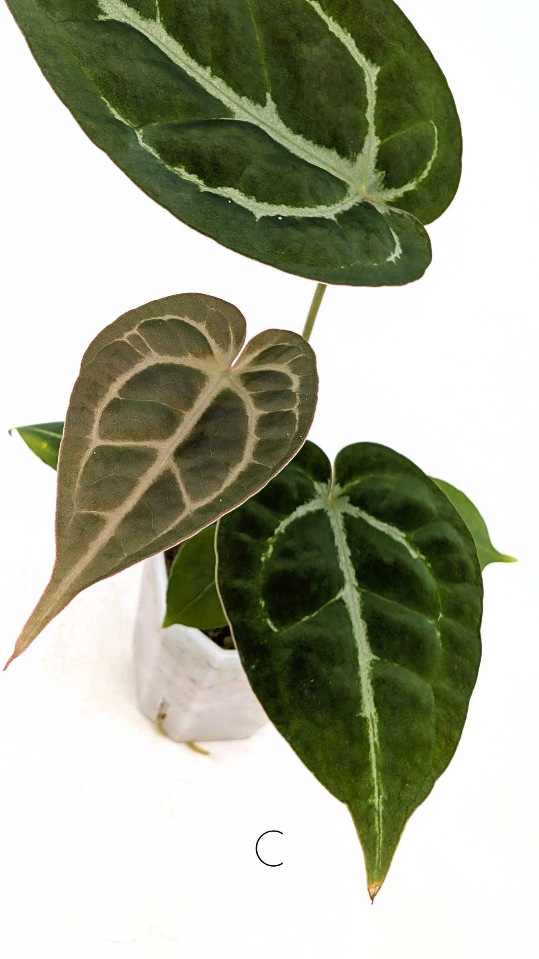 Rare anthurium hybrid Anthurium Dark Forgetii x Bessae Aff X Anthurium Michelle by The Leaf Gallery in Perth, Western Australia