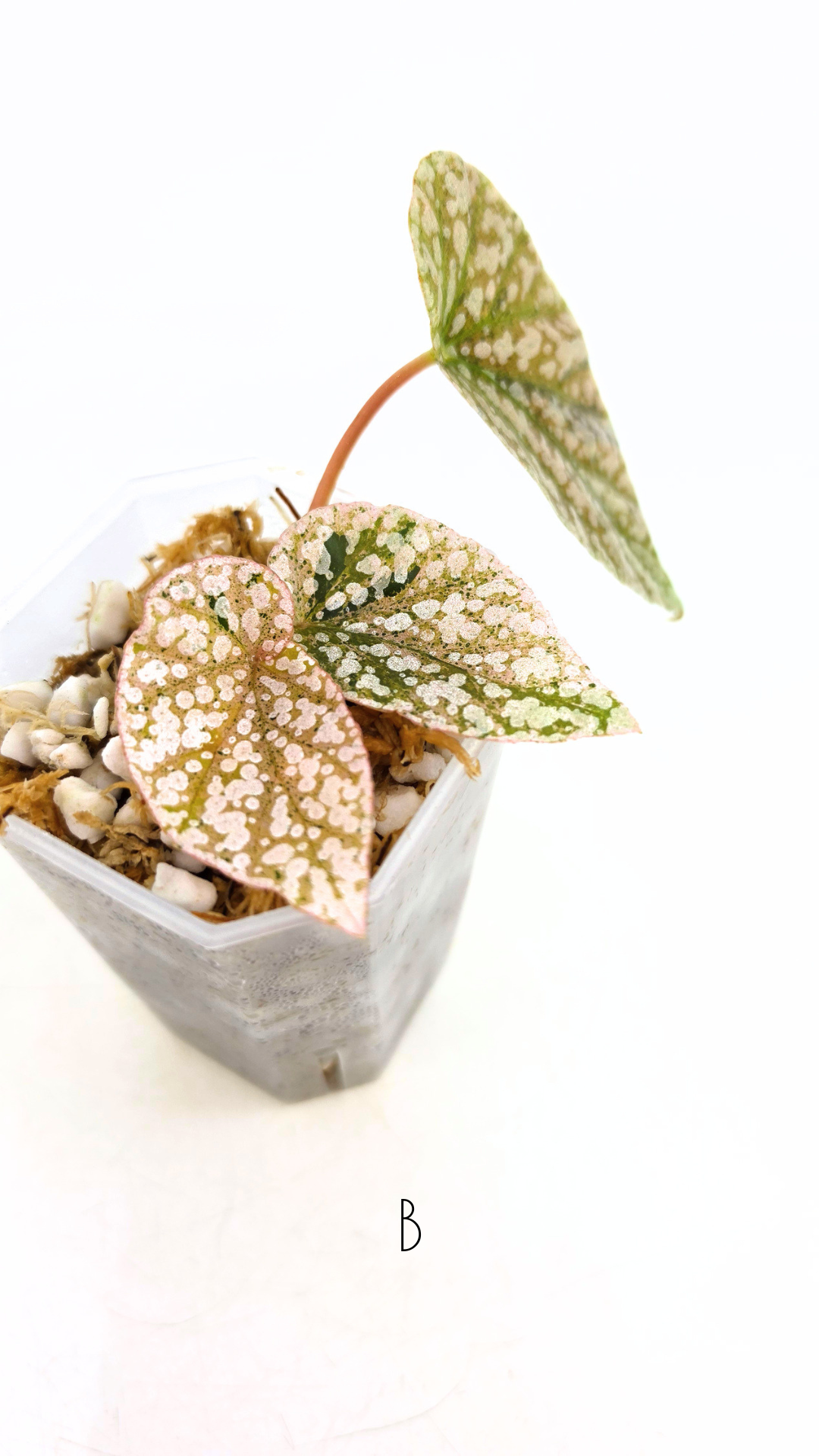 Rare Begonia Snow Capped Pink Variegated available for sale at rare plant shop The Leaf Gallery in Perth, Western Australia