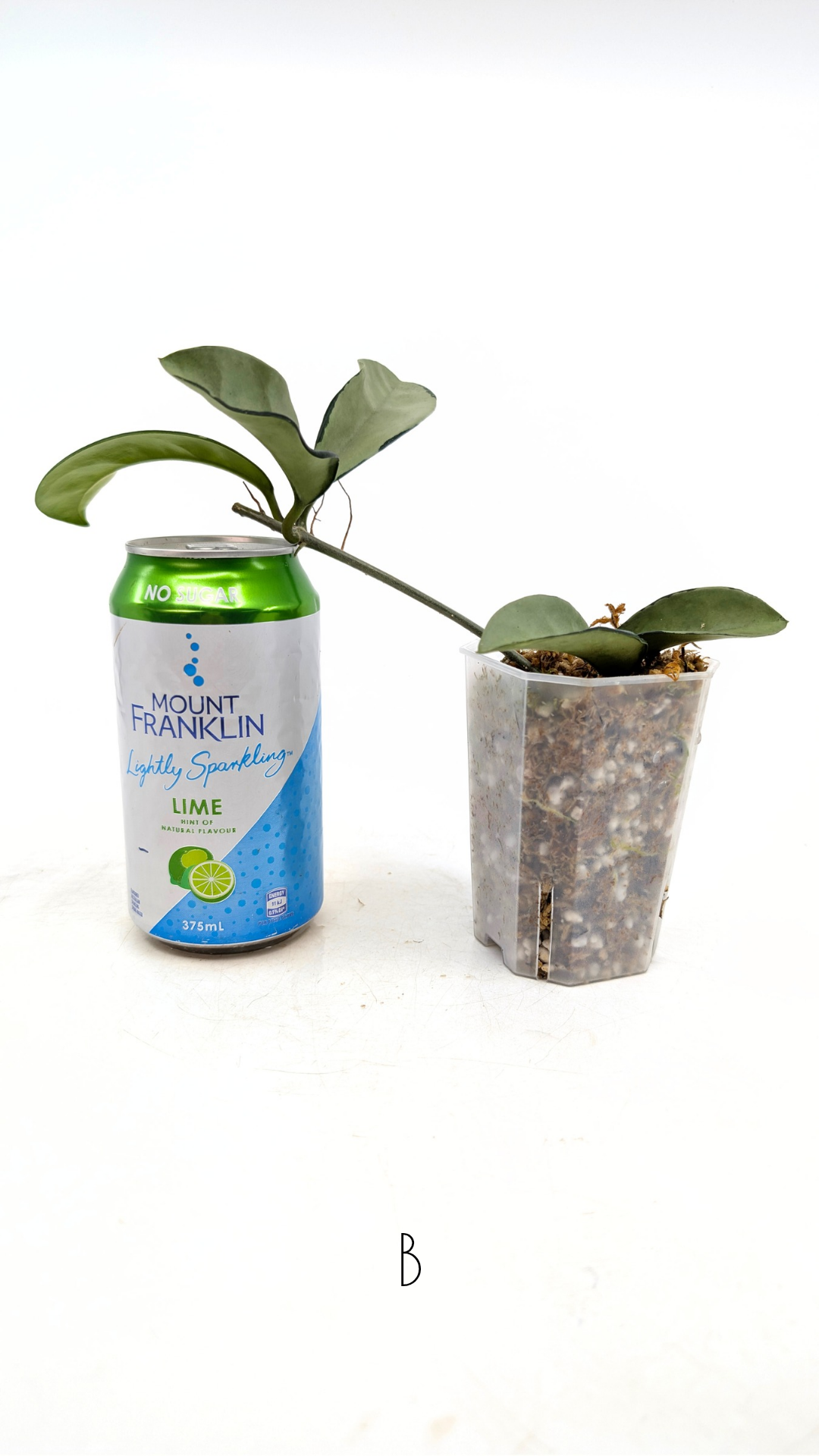 Rare Hoya AH074 available for sale at rare plant shop The Leaf Gallery in Perth, Western Australia