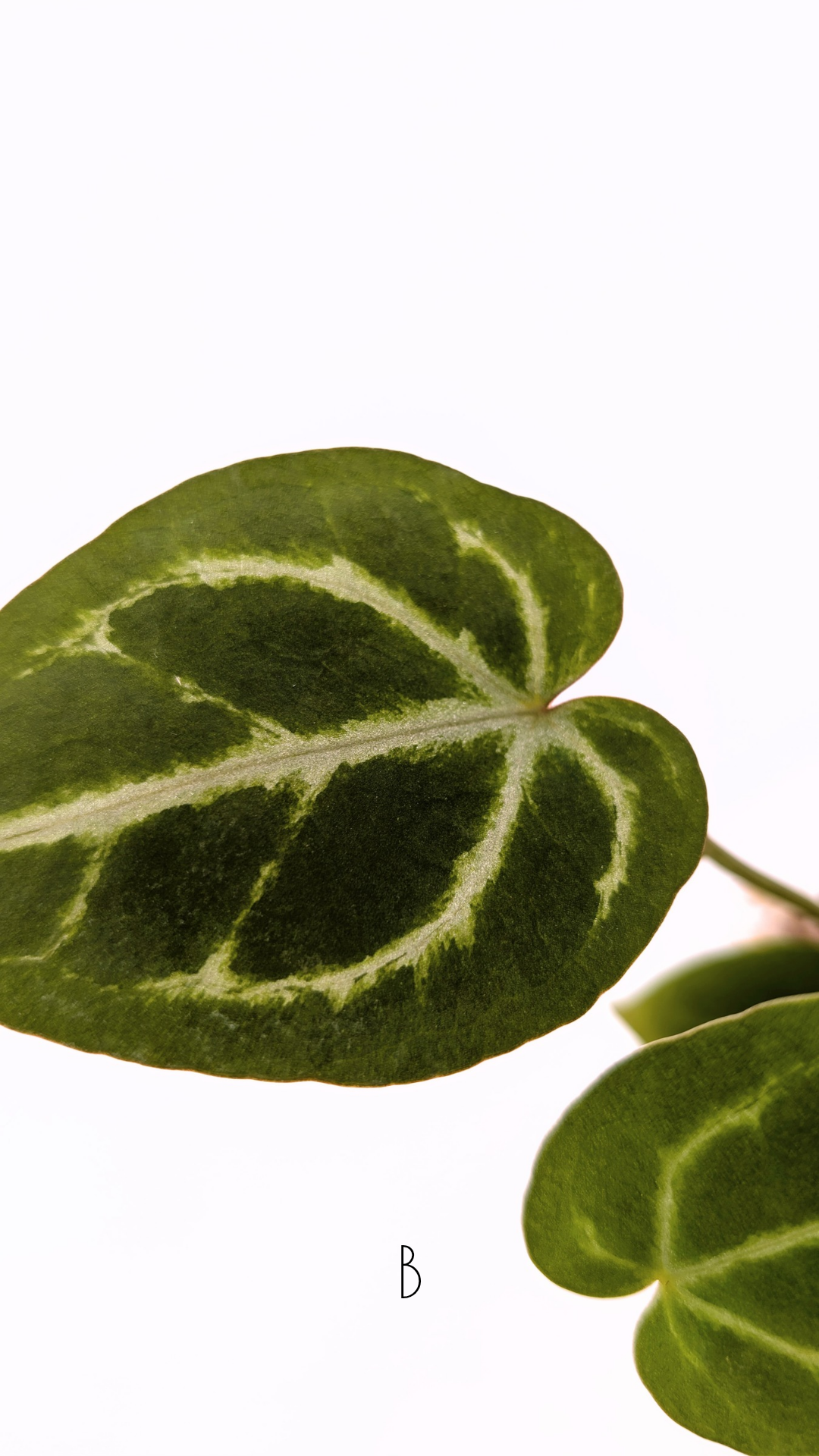 Rare anthurium hybrid Anthurium red dorayaki mutation with Anthurium Michelle by The Leaf Gallery in Perth, Western Australia
