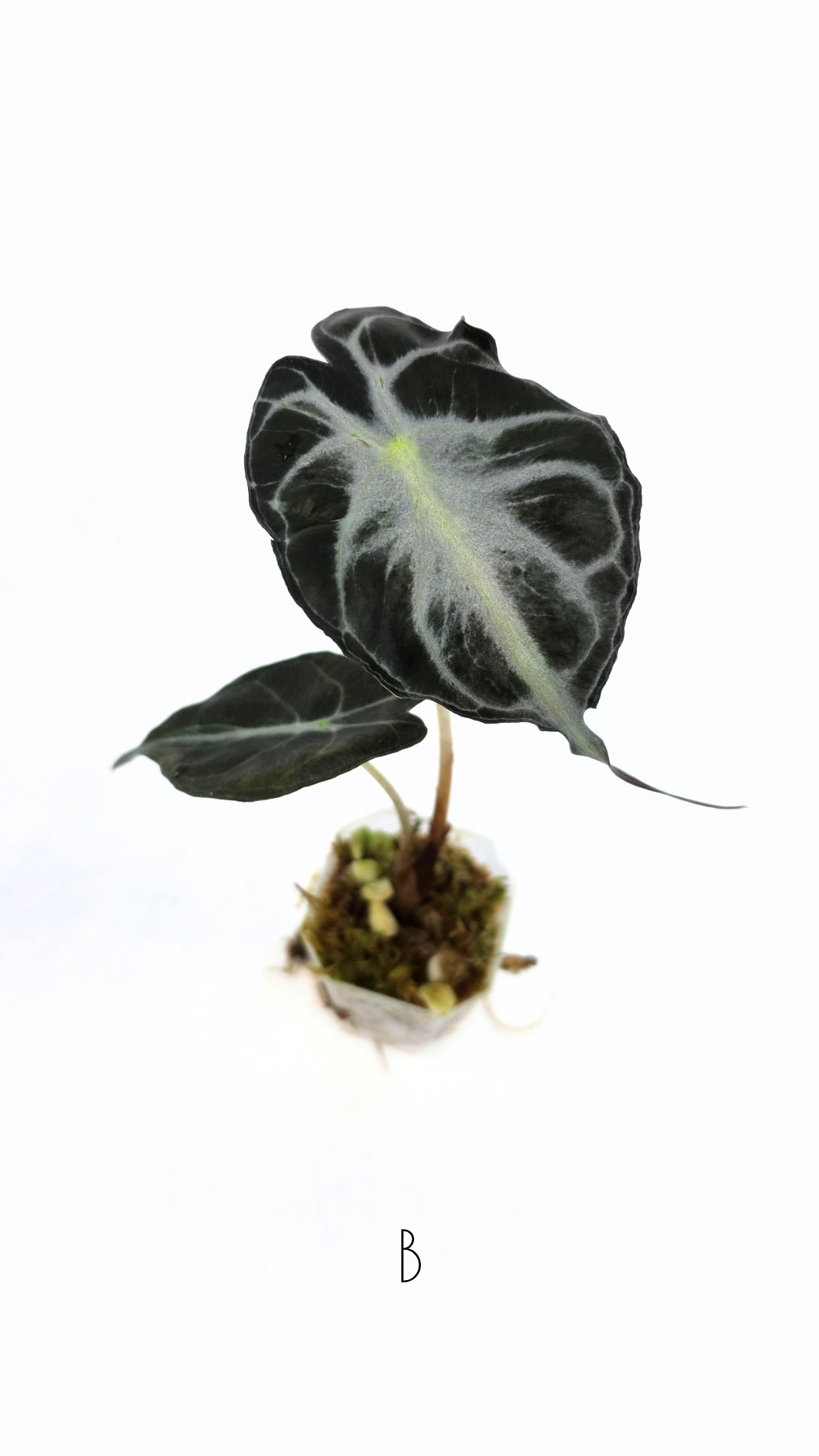 Rare indoor plant Alocasia Venom available for sale at rare house plant shop The Leaf Gallery in Perth, Western Australia