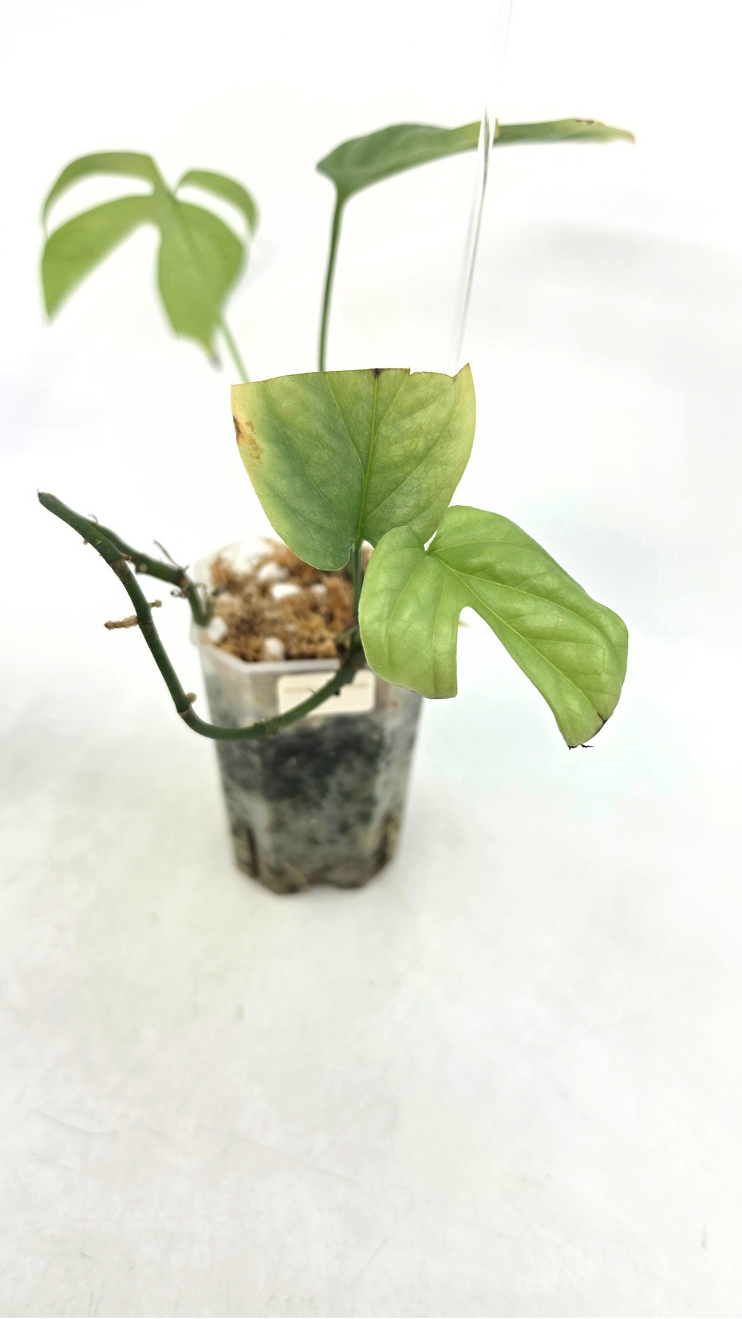 Uncommon indoor plant Cerestis Mirabilis available for sale at house plant shop The Leaf Gallery in Perth, Western Australia