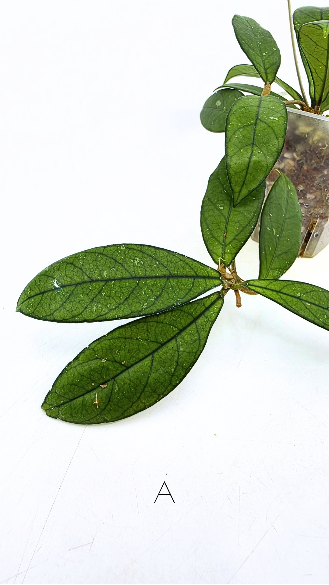 Rare waxplant Hoya Hainanensis Da Nang Vietnam available for sale at rare indoor plant shop The Leaf Gallery in Perth, Western Australia