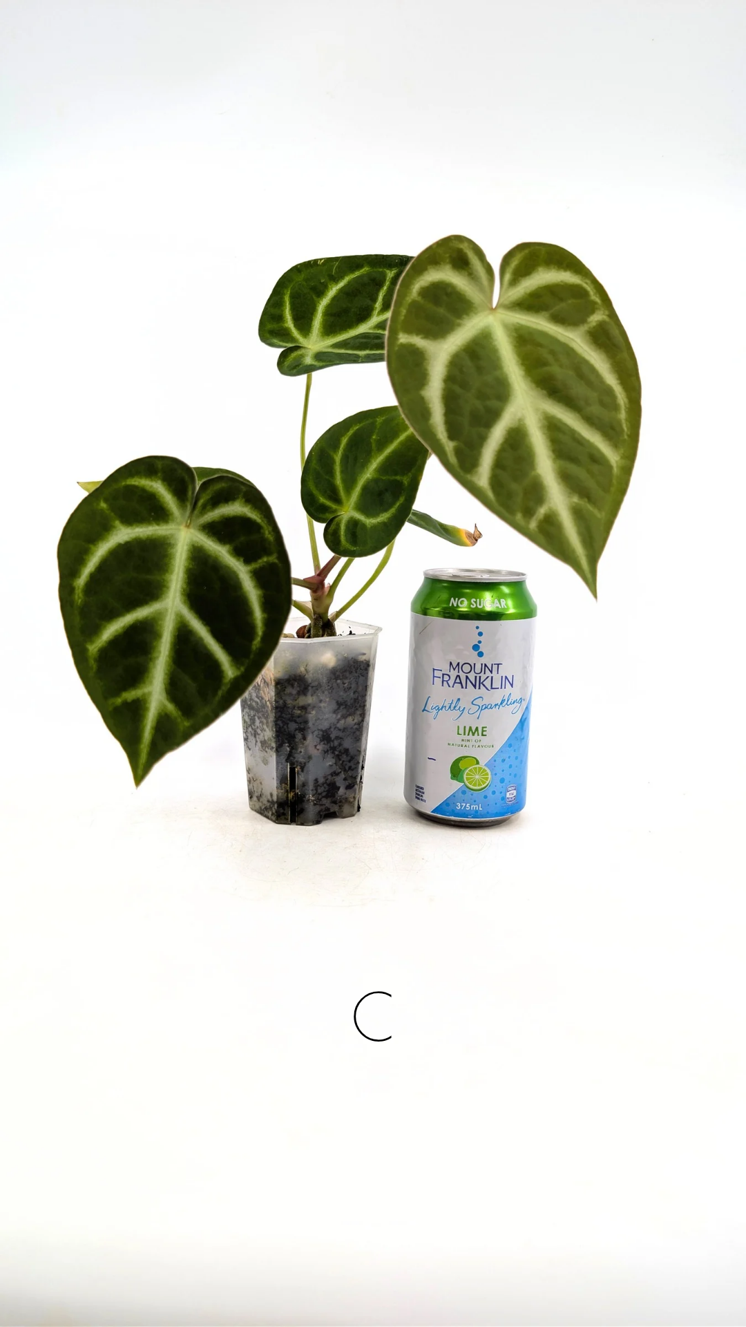 Rare indoor plant Anthurium Magnificum available for sale at rare house plant shop The Leaf Gallery in Perth, Western Australia