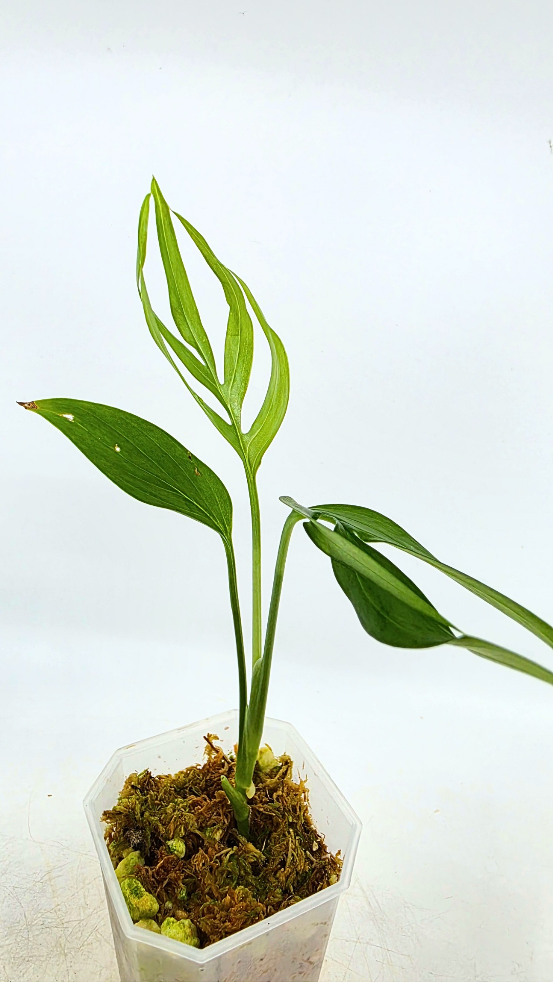 Rare indoor plant Monstera Subpinata available for sale at rare house plant shop The Leaf Gallery in Perth, Western Australia.