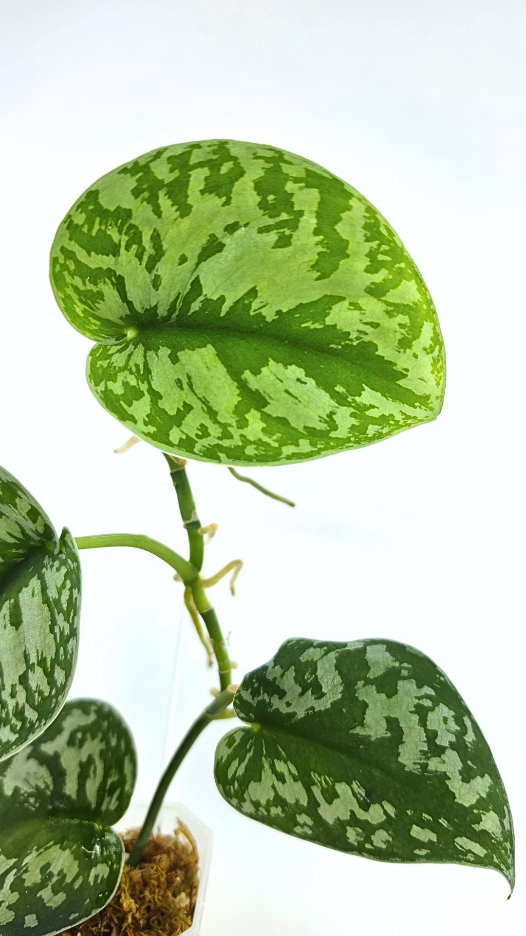 Uncommon indoor plant scindapsus Exotica available for sale at rare plant shop The Leaf Gallery in Perth, Western Australia.