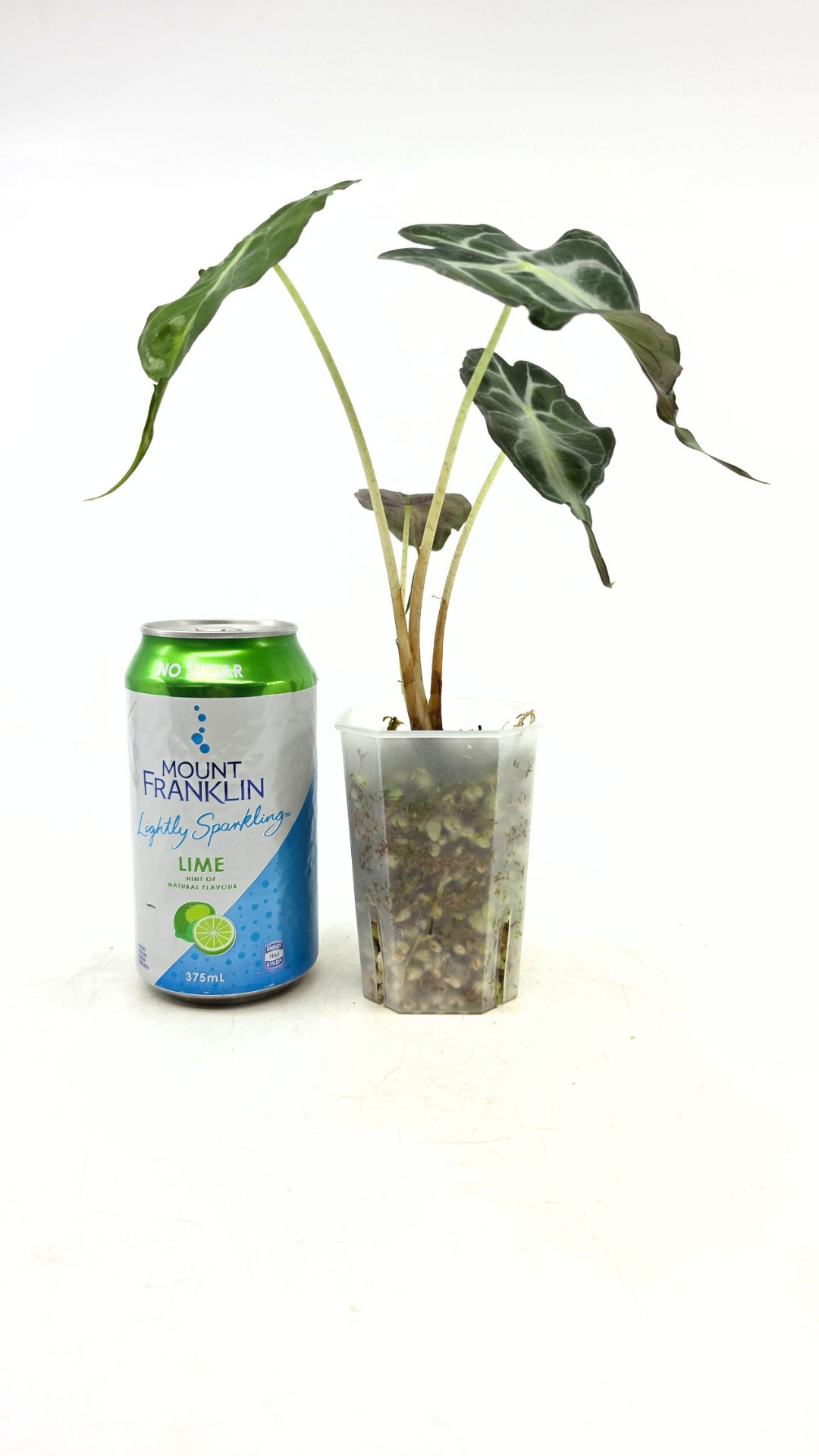 Rare indoor plant Alocasia Venom available for sale at rare house plant shop The Leaf Gallery in Perth, Western Australia.