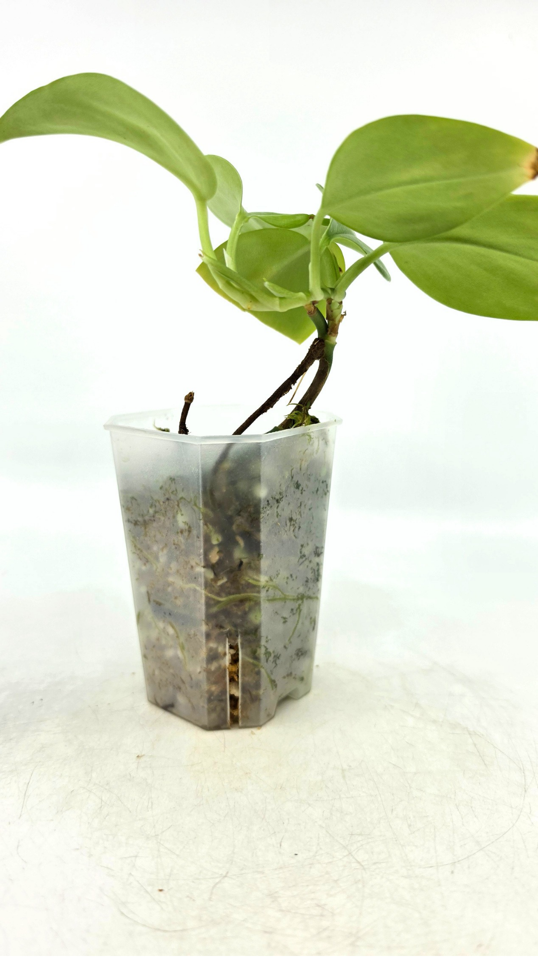 Rare indoor plant Scindapsus Treubii Moonlight available for sale at rare house plant shop The Leaf Gallery in Perth, Western Australia