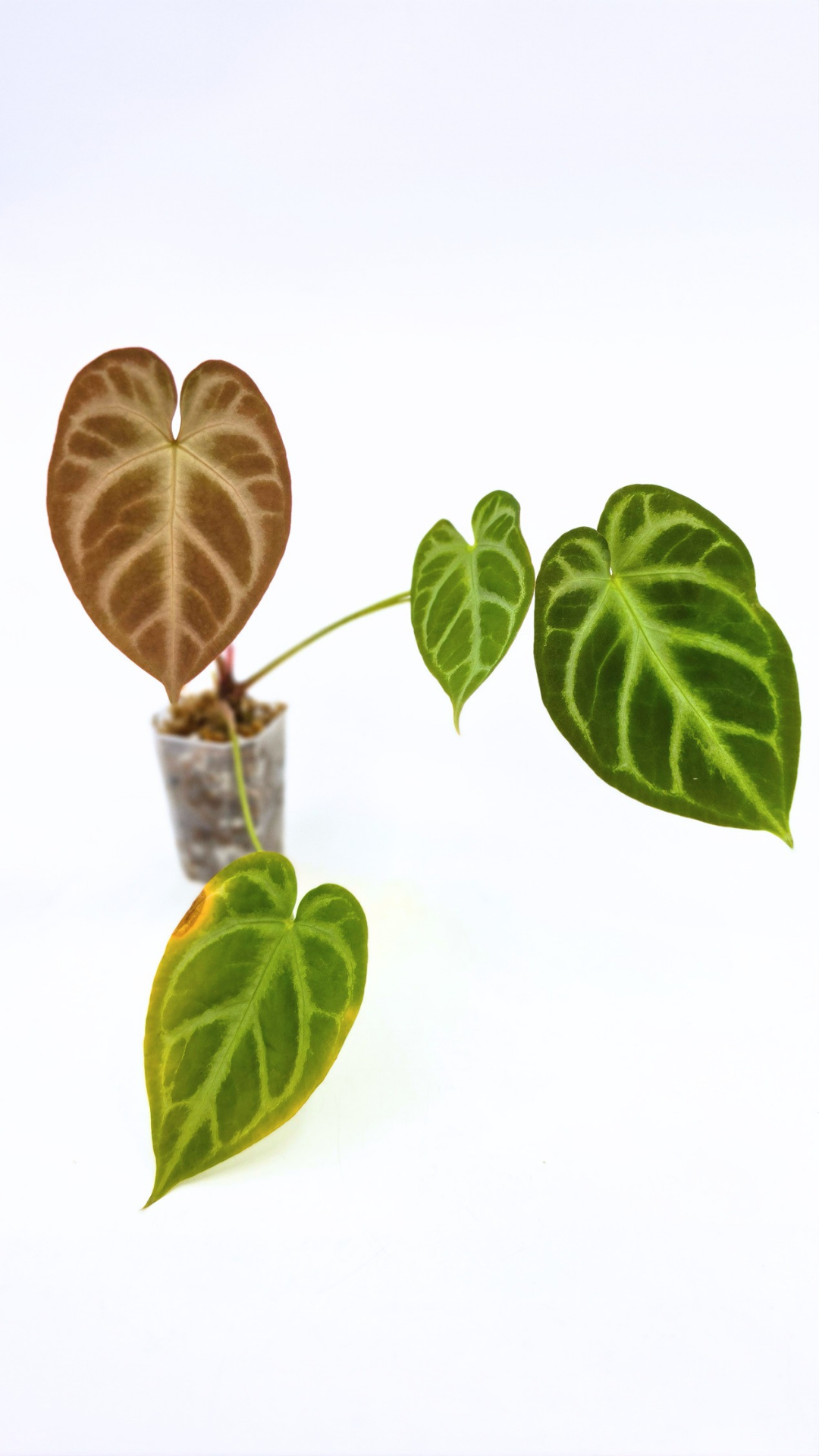 Rare indoor plant Anthurium Magnificum available for sale at rare house plant shop The Leaf Gallery in Perth, Western Australia