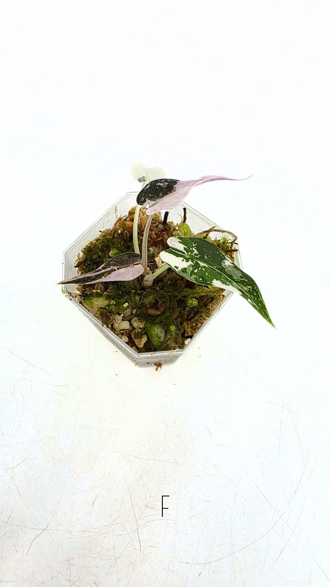 Rare indoor plant Alocasia Amazonica Bambino Pink TC plantlets available for sale at rare houseplant shop The Leaf Gallery in Perth, Western Australia