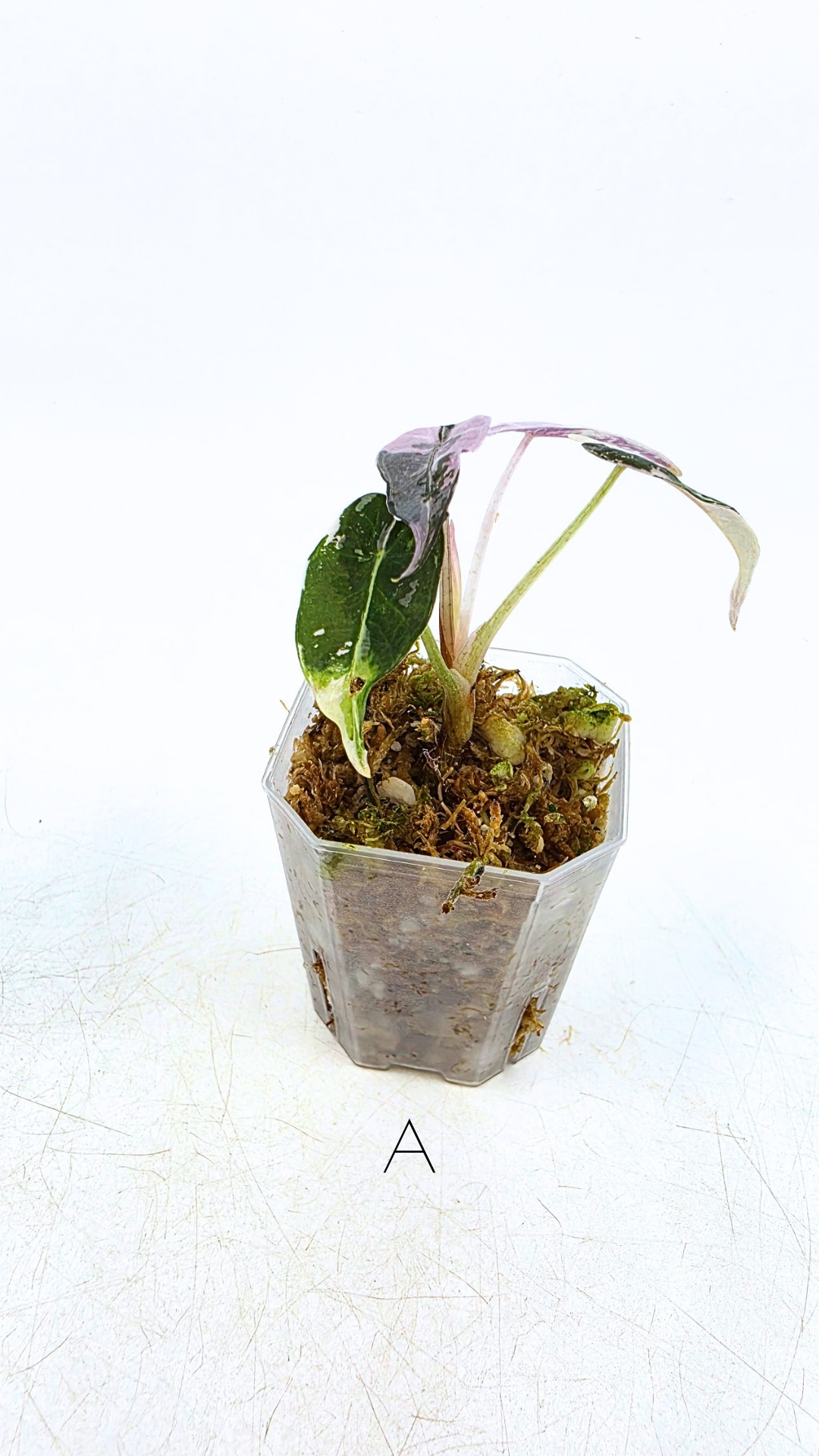 Rare indoor plant Alocasia Amazonica Bambino Pink TC plantlets available for sale at rare houseplant shop The Leaf Gallery in Perth, Western Australia