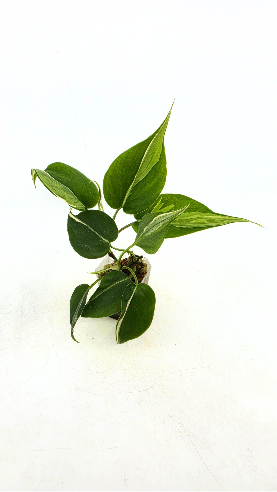 Rare plant Philodendron Rio available for sale at rare plant shop The Leaf gallery in Perth, Western Australia